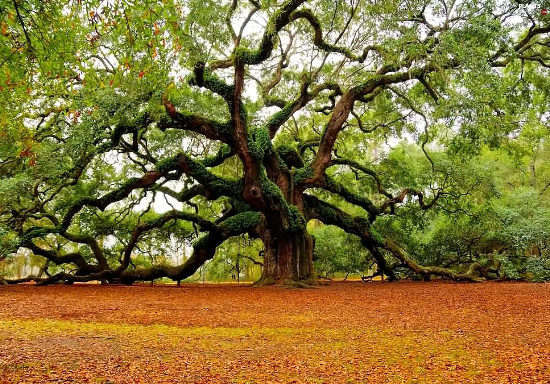 autumn, Beatyfull, oak