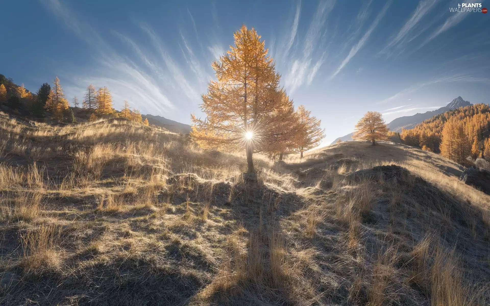 larch, rays of the Sun, Hill, trees, autumn