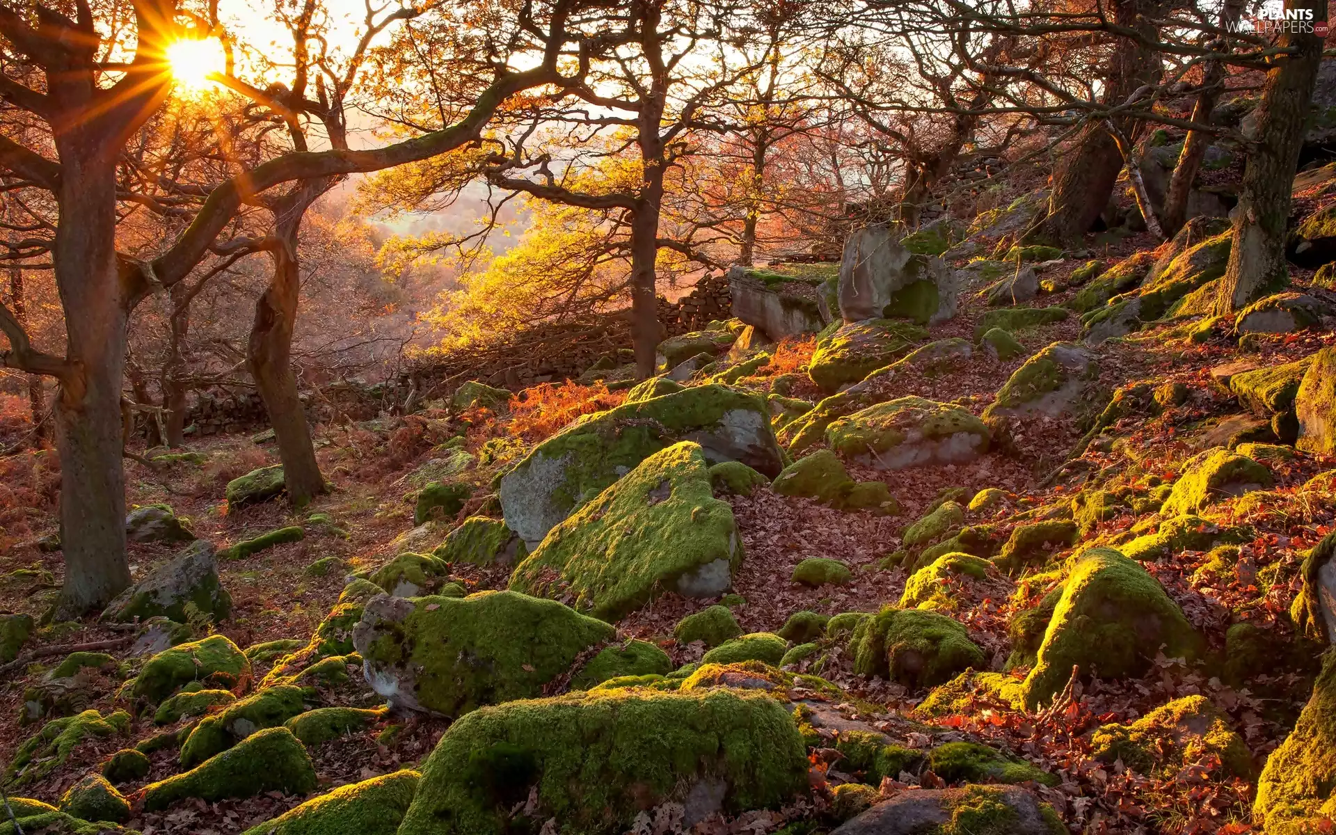 Stones, rays of the Sun, trees, viewes, autumn