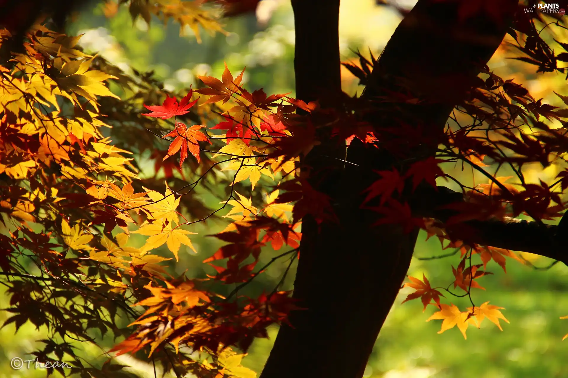 Maple Palm, Leaf, autumn, color