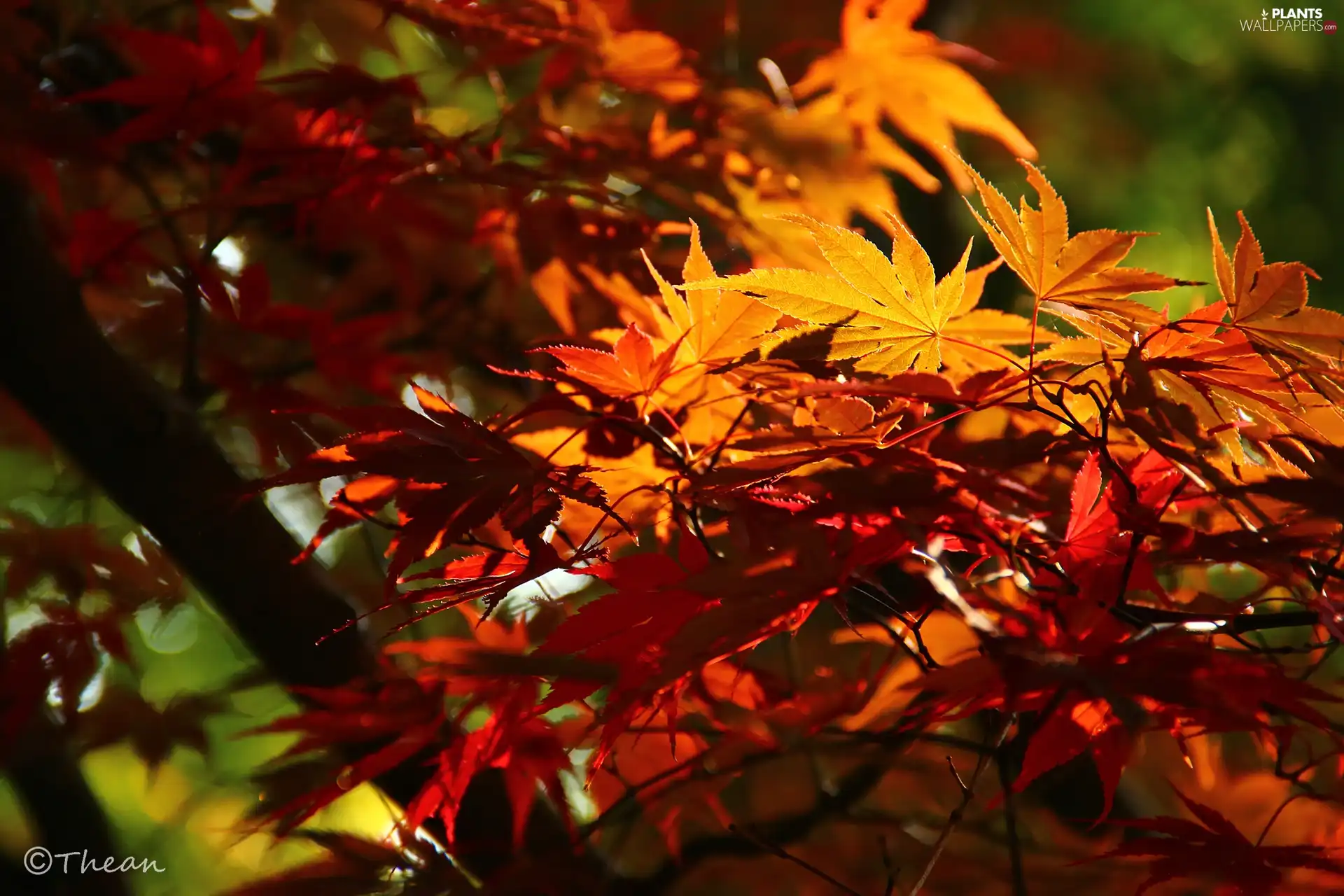 Maple Palm, Leaf, autumn, color