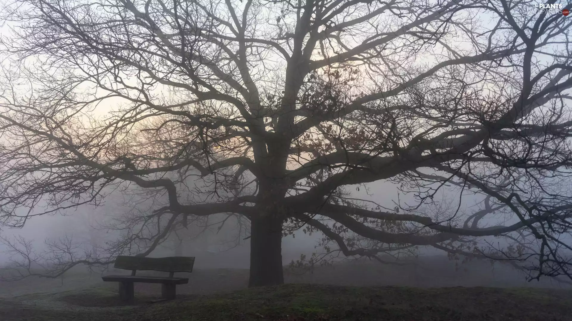 trees, Fog, Bench, autumn, viewes, Park