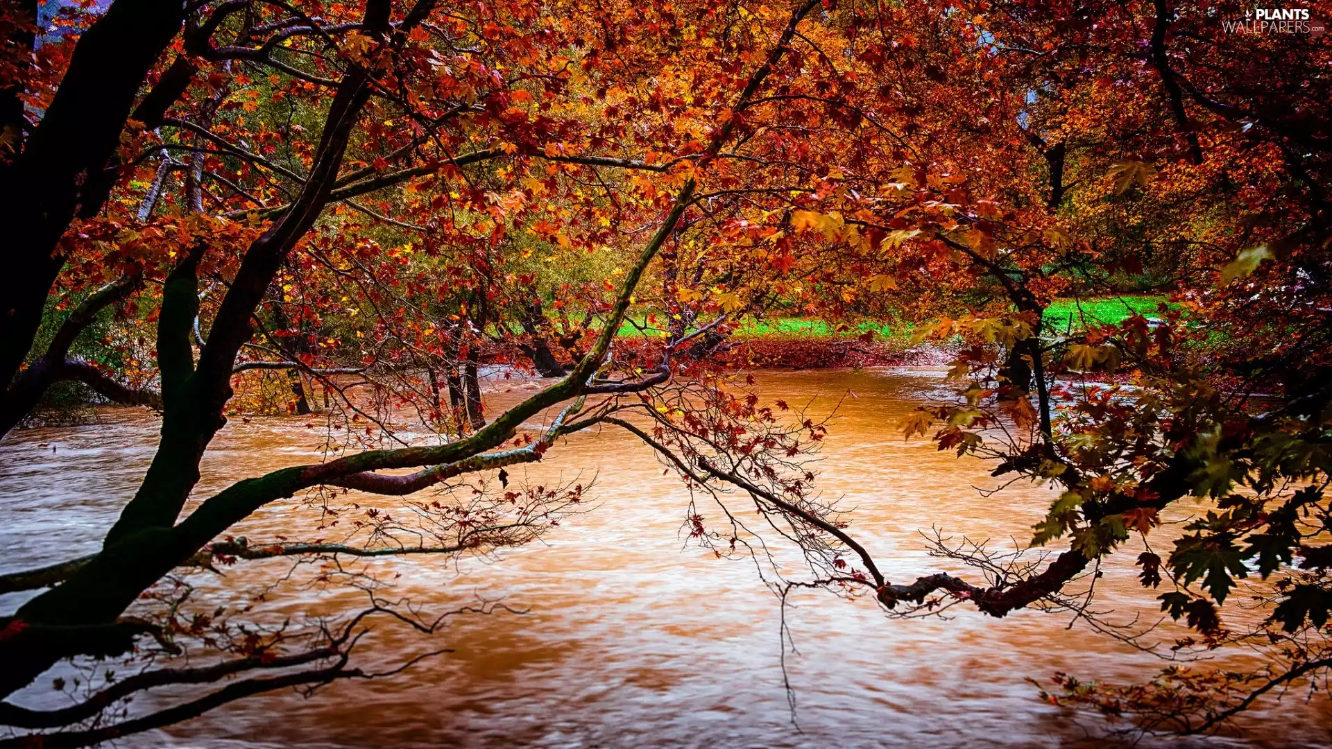 viewes, autumn, Park, trees, River