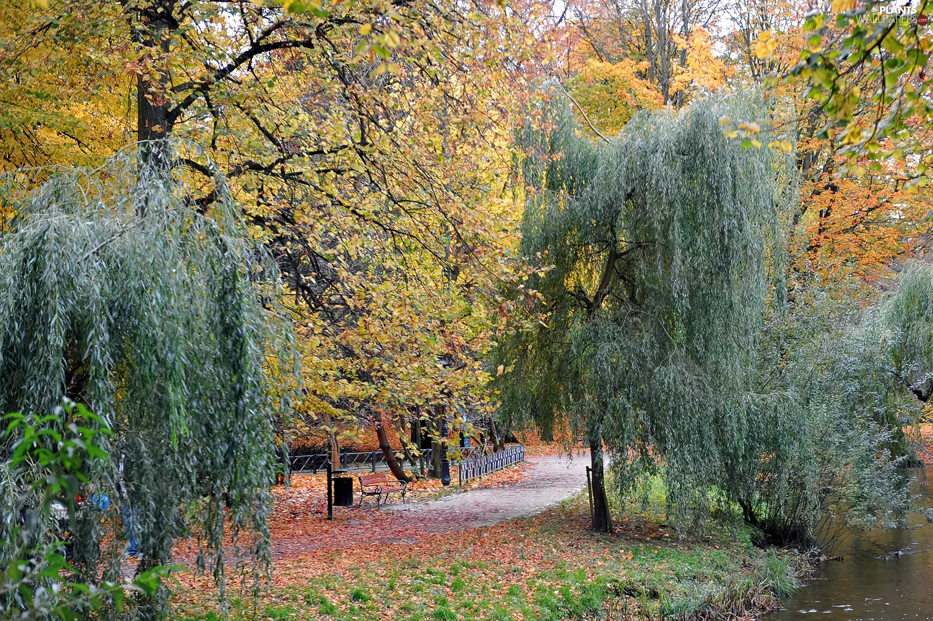 Park, trees, viewes, Autumn