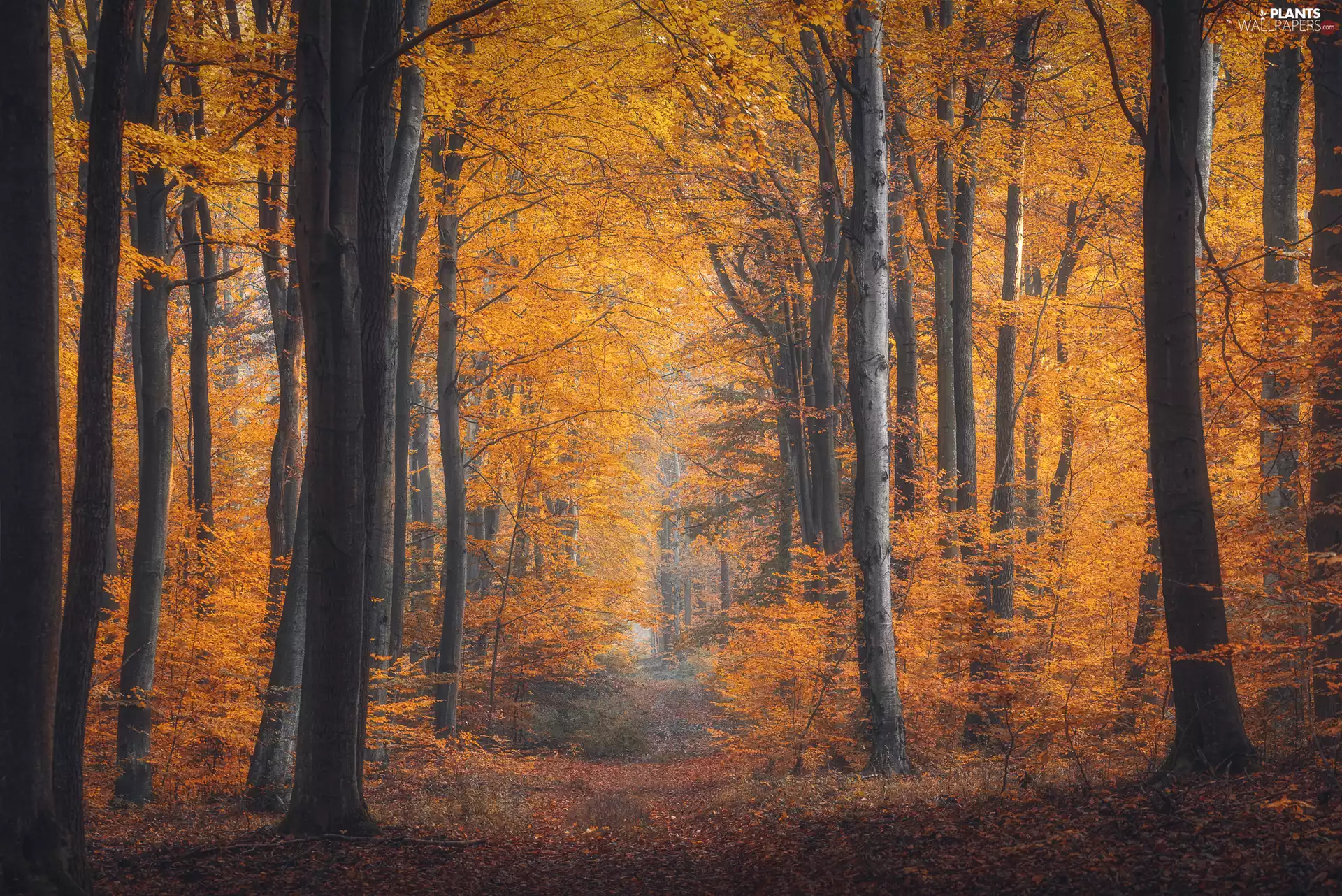 viewes, autumn, Path, trees, forest