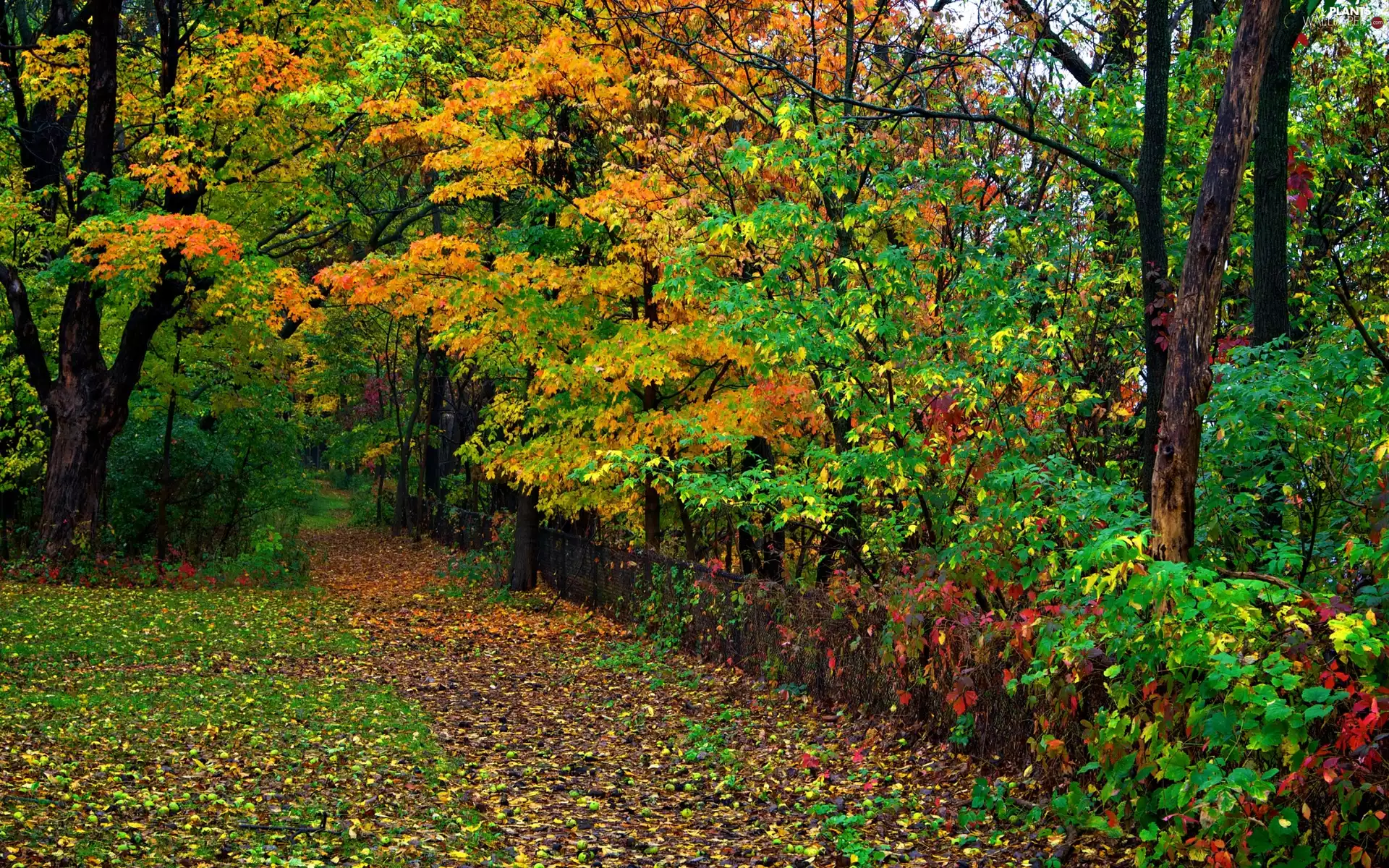 Leaf, forest, viewes, autumn, trees, Path