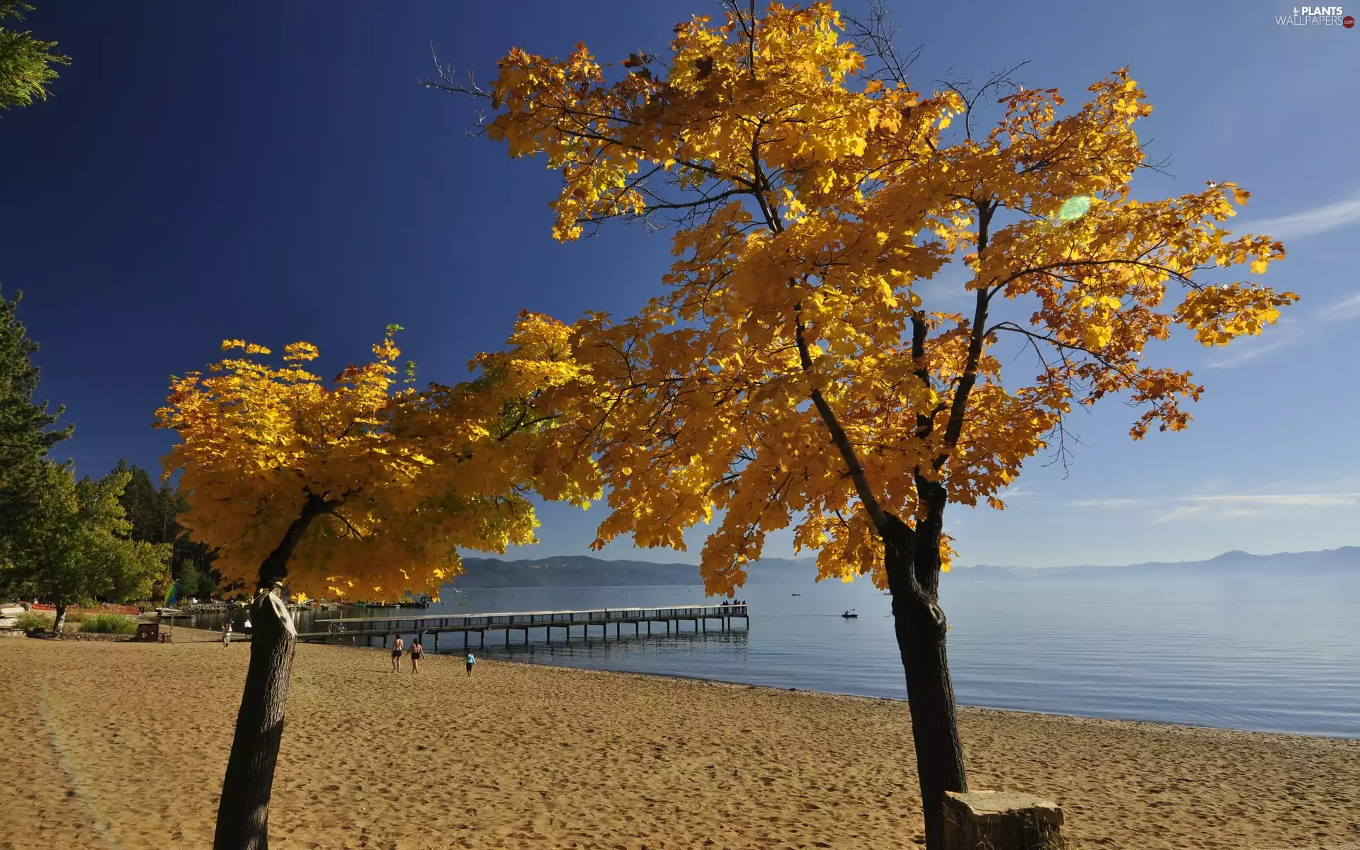 trees, Beaches, sea, autumn, viewes, pier