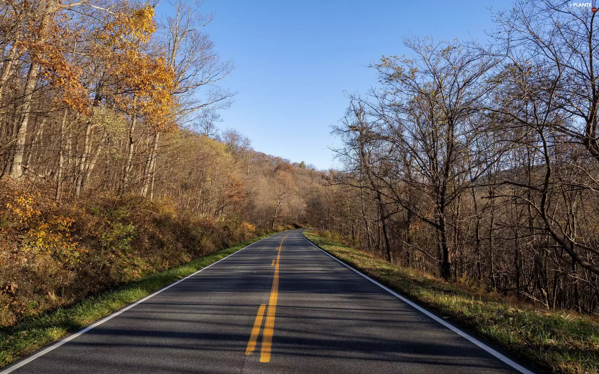 trees, Way, Plants, autumn, asphalt, viewes, sun
