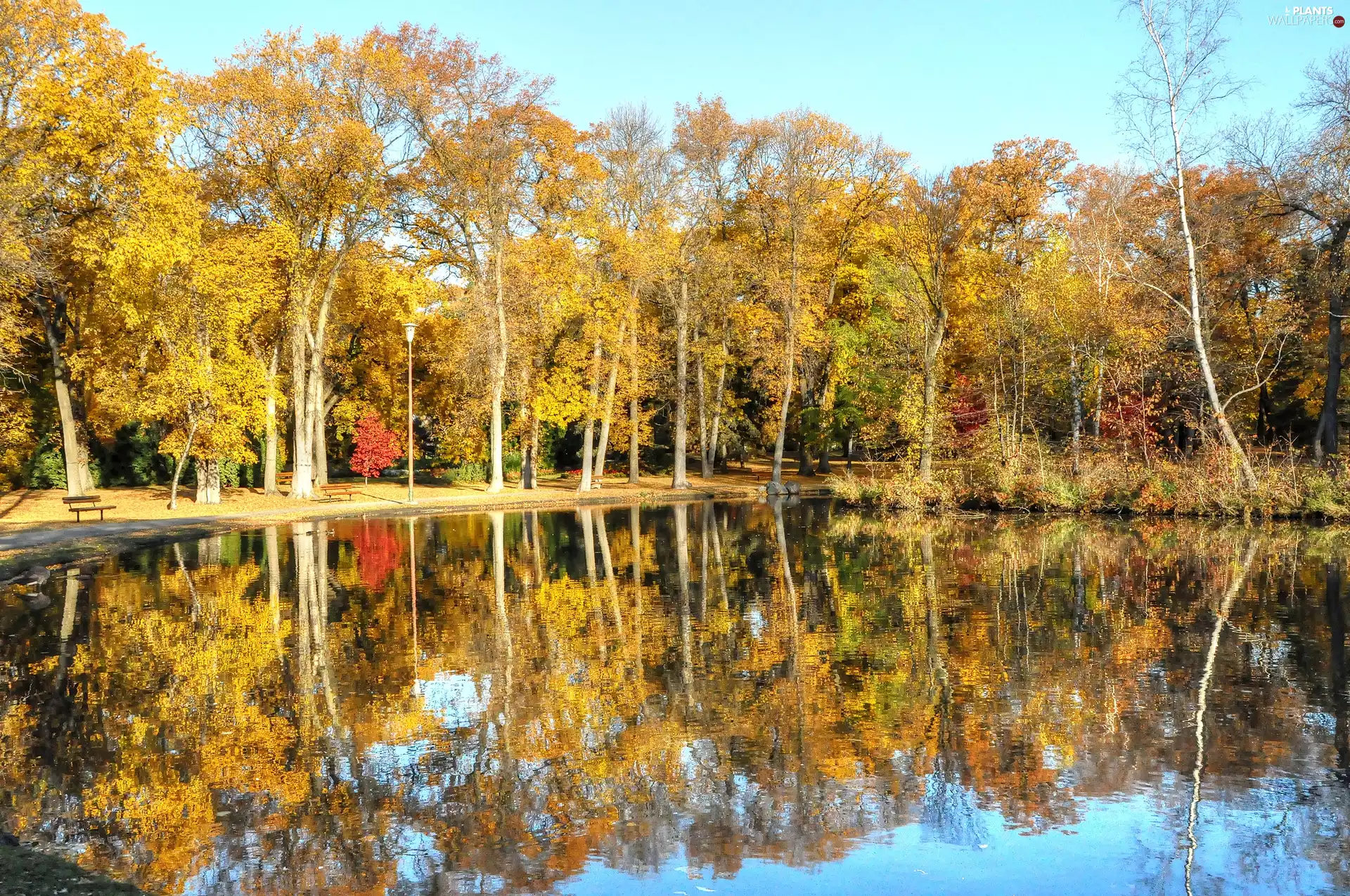 Pond - car, Park, autumn
