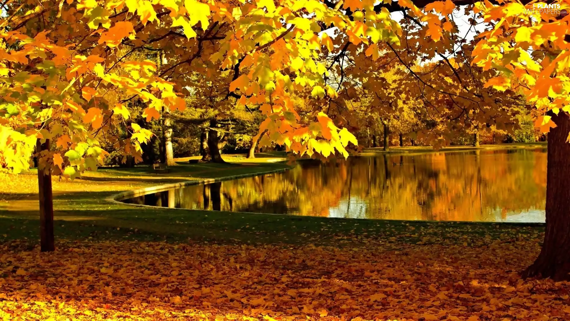 trees, Park, viewes, bench, Golden automobile, autumn, Pond - car, solar, Leaf