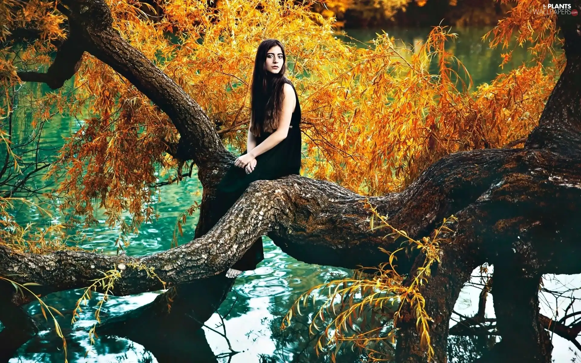 Women, trees, autumn, Pond - car