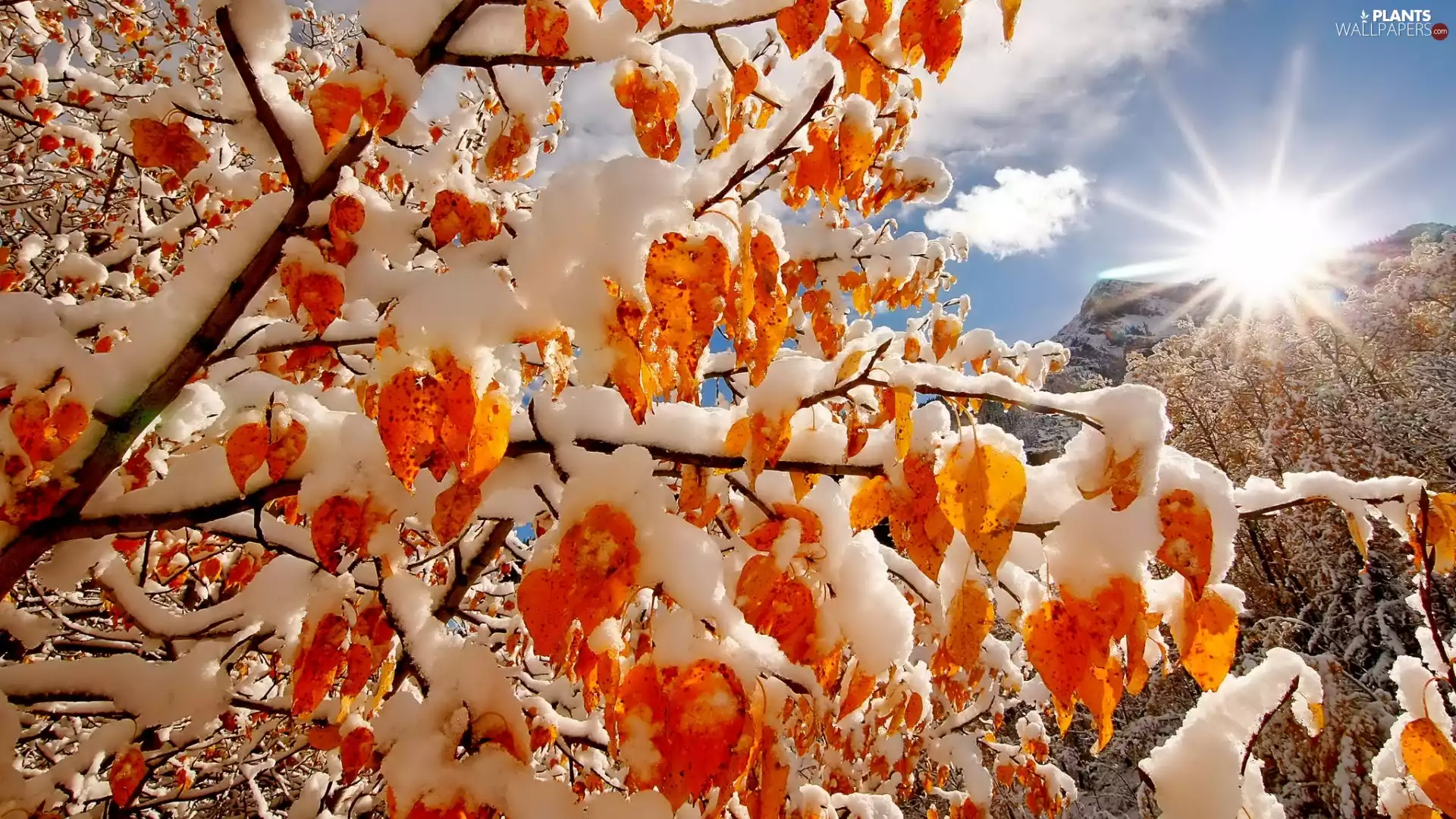 snow, Leaf, rays, autumn, Twigs, Mountains, sunny