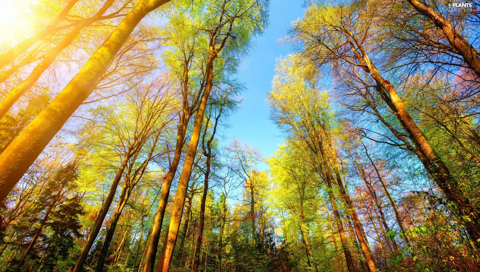trees, viewes, rays of the Sun, forest, autumn