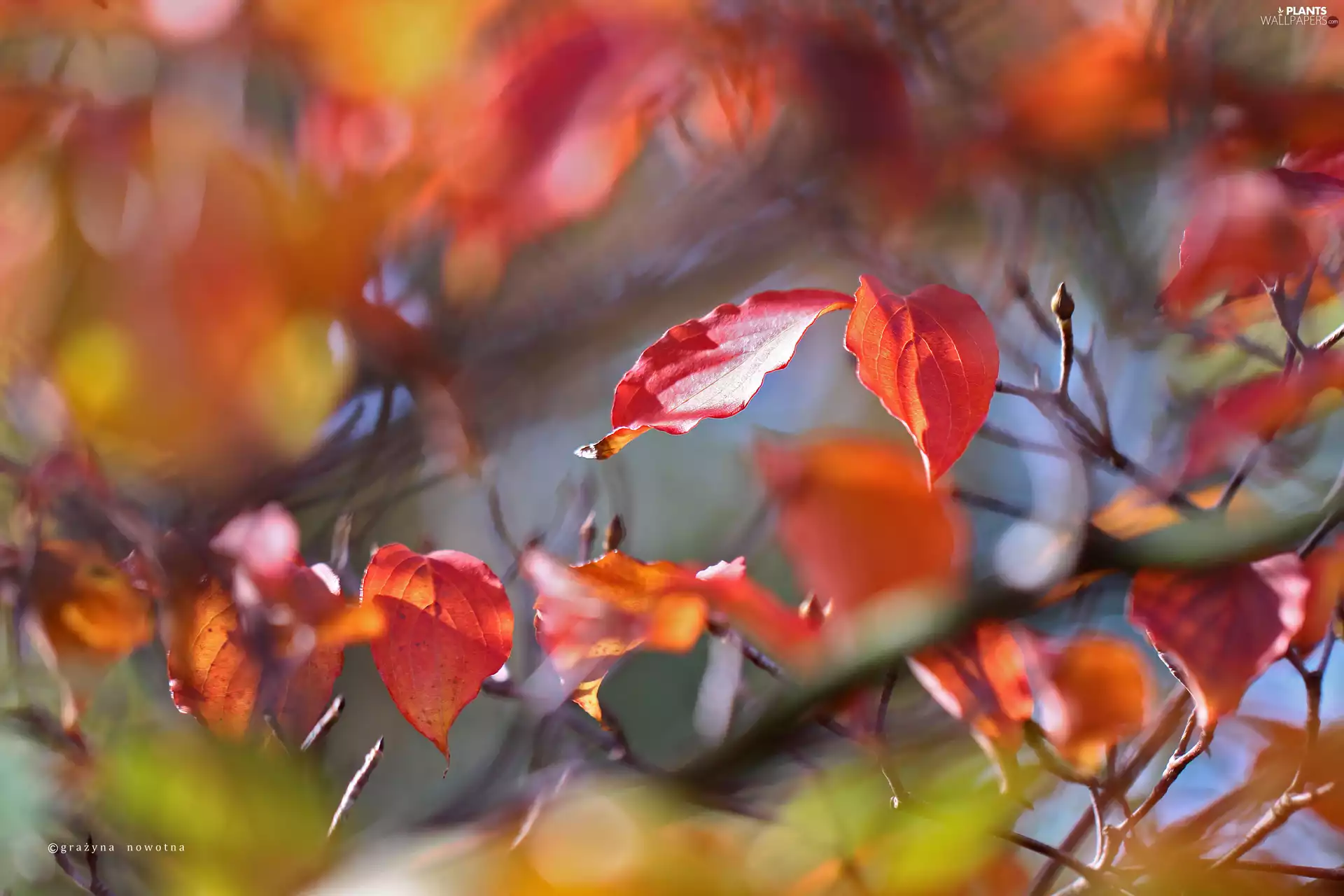 Autumn, Leaf, Red