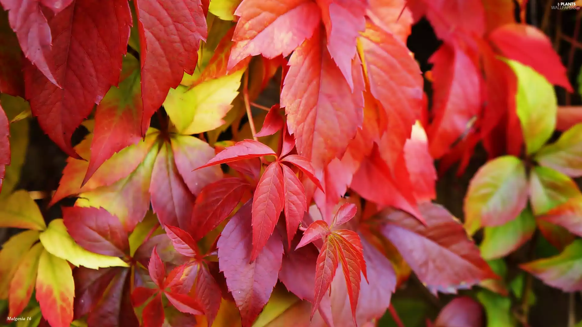 Red, Leaf, Woodbine, Autumn