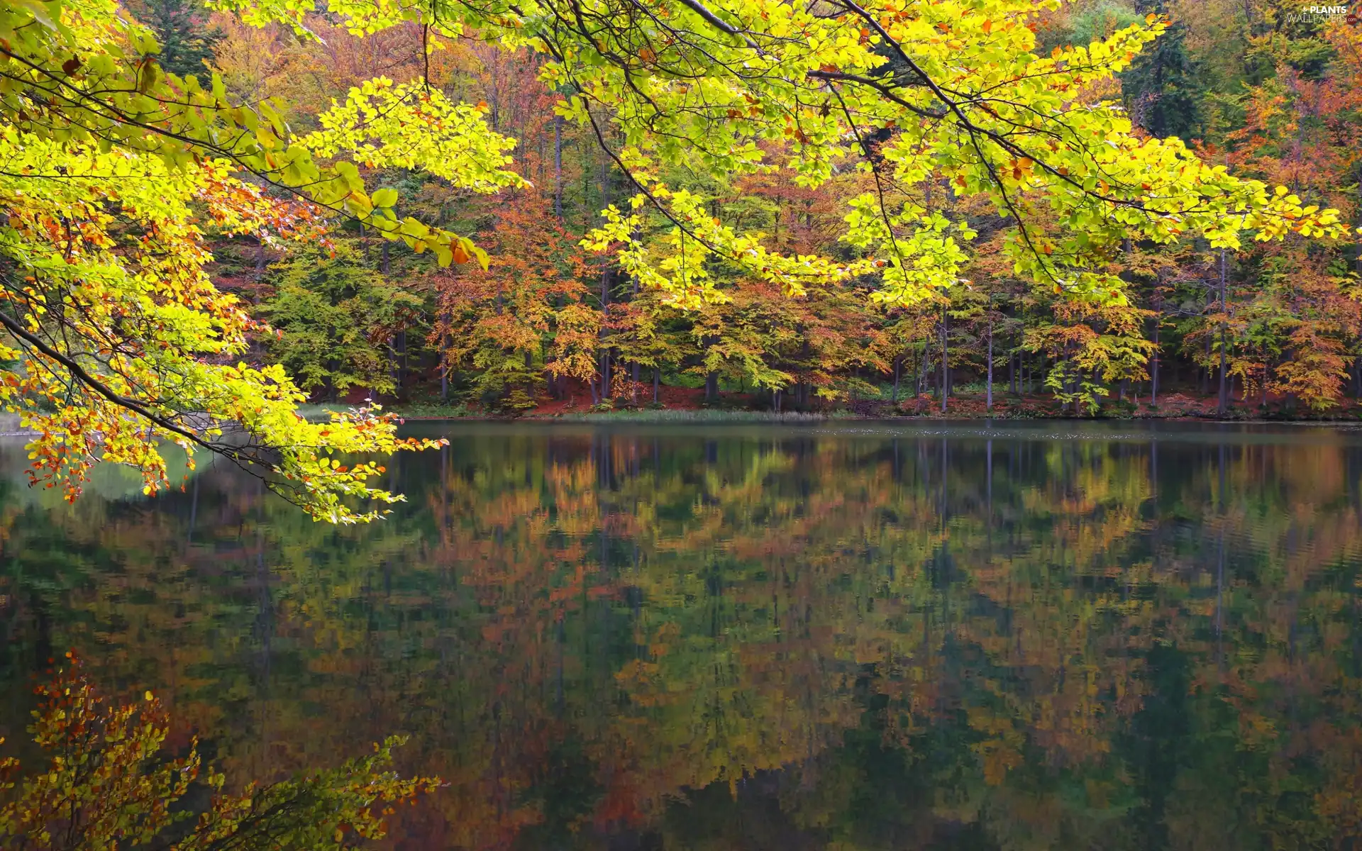 forest, lake, viewes, autumn, trees, reservation