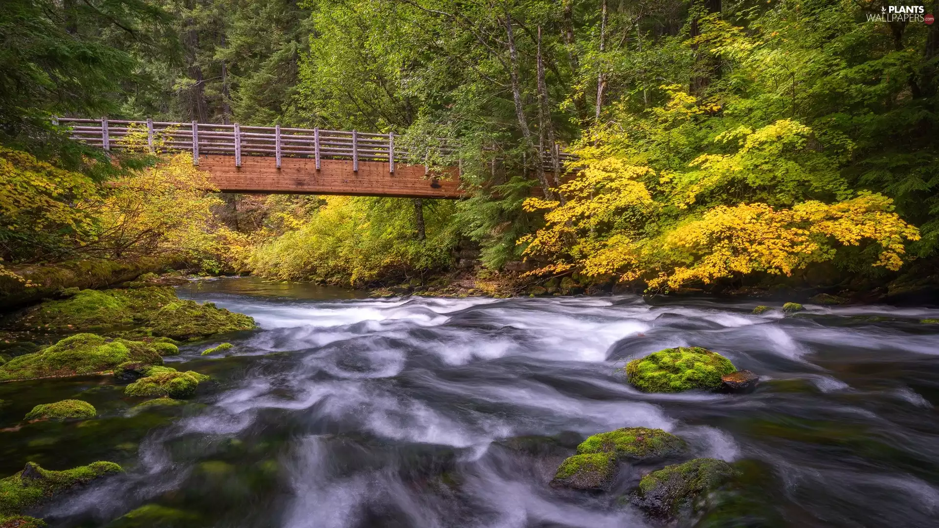 bridge, forest, viewes, autumn, trees, River