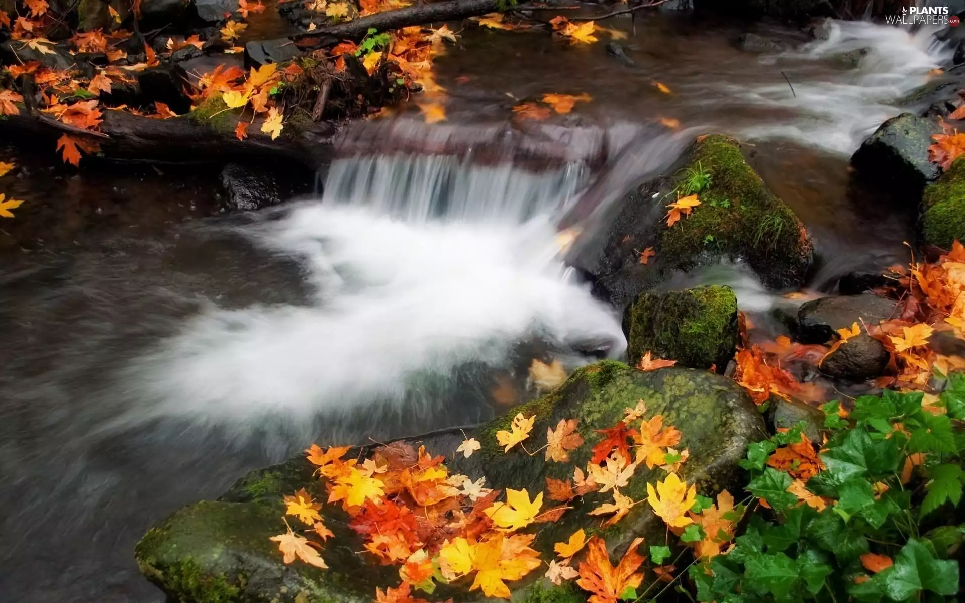 Leaf, autumn, rocks, forest, waterfall