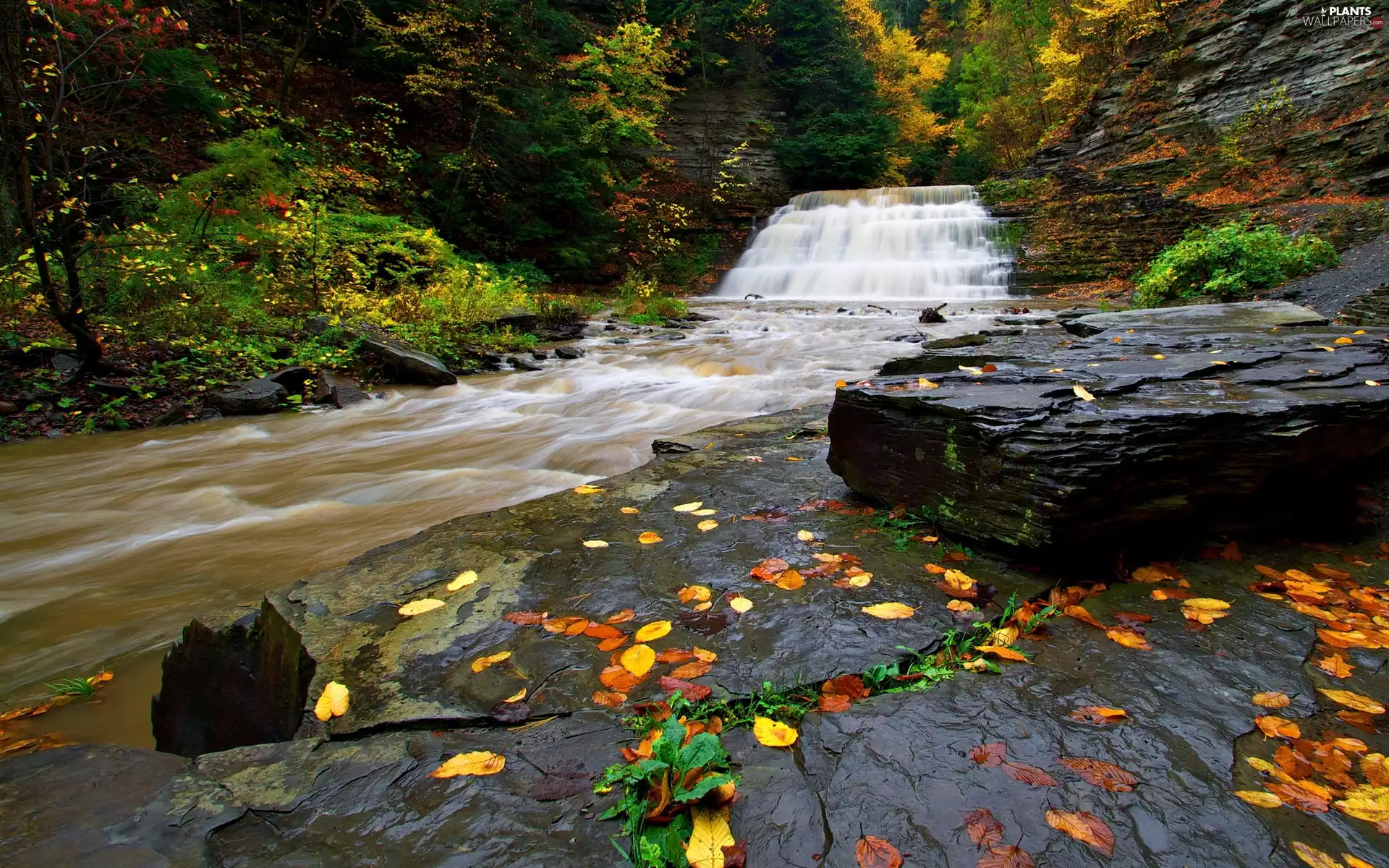 forest, autumn, rocks, Leaf, waterfall