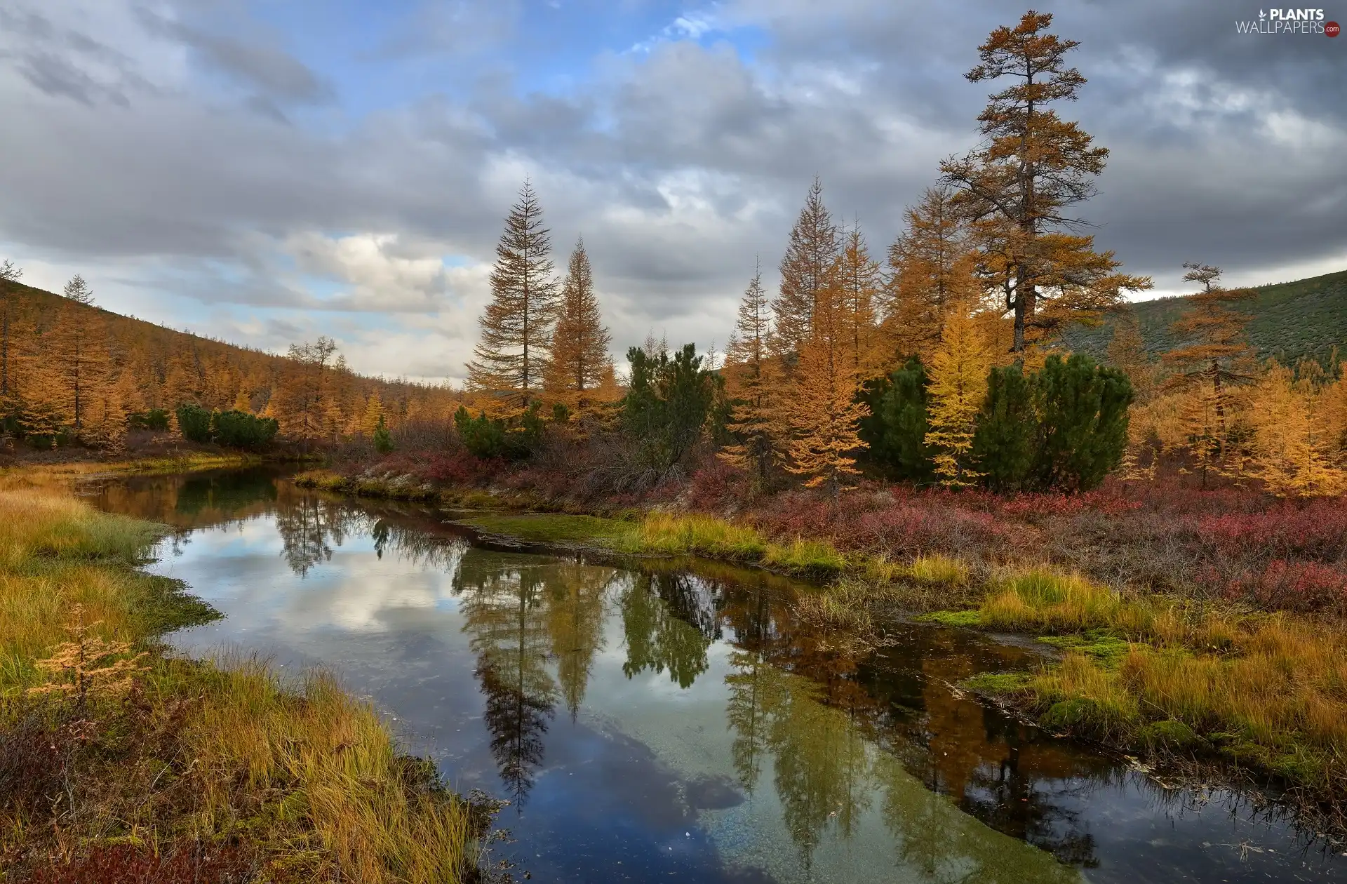 Autumn Mountains Vegetation Trees Kolyma River Magadan Circuit