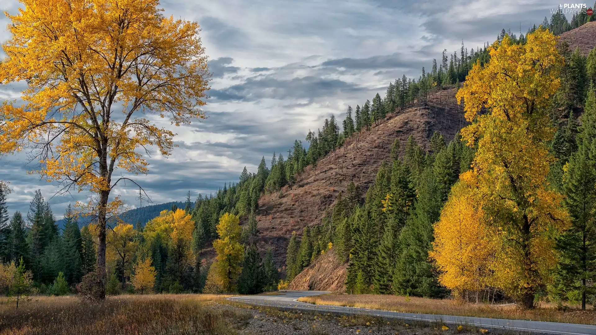 Hill, Way, viewes, autumn, trees, scarp