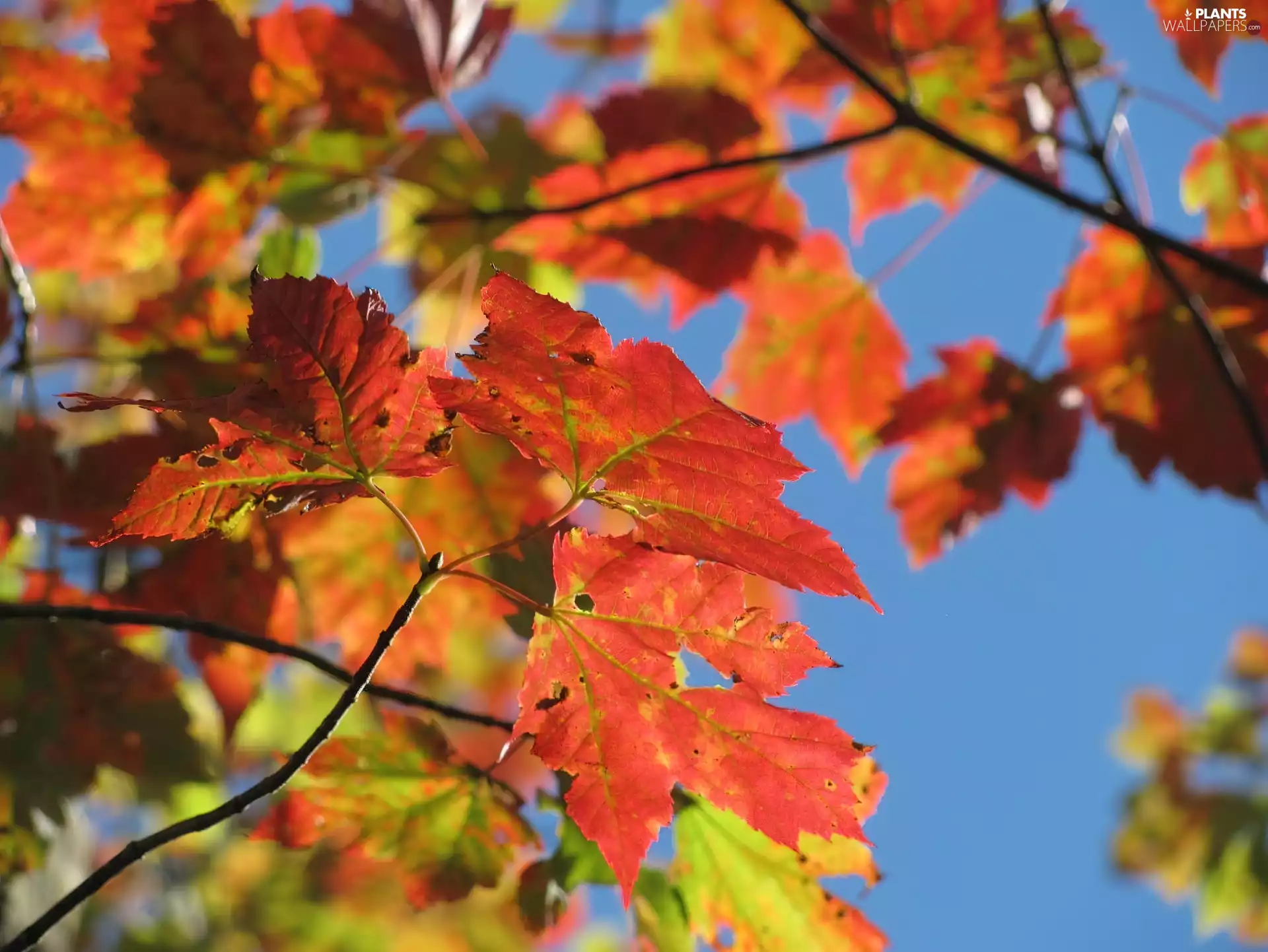 Sky, Leaf, autumn, Autumn