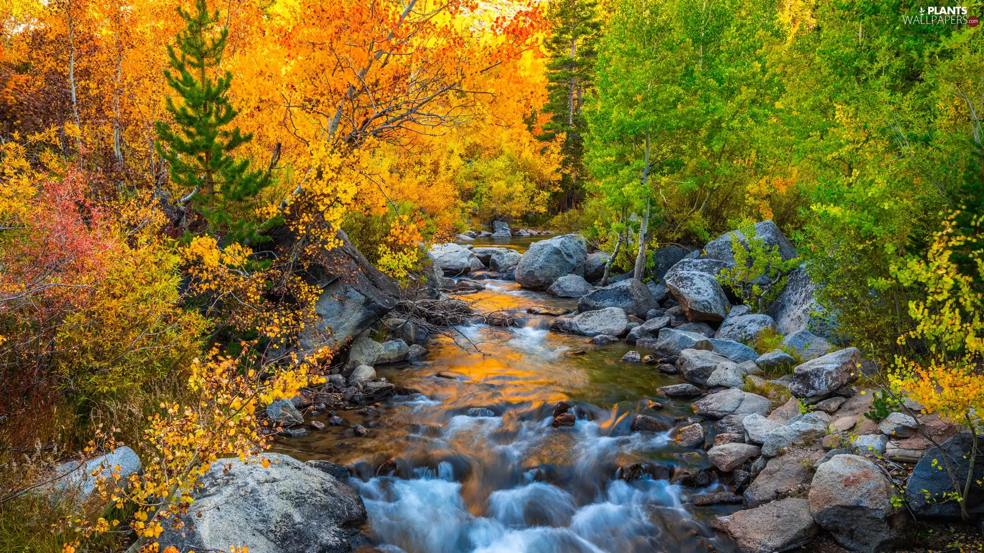 trees, River, Bush, autumn, viewes, Stones