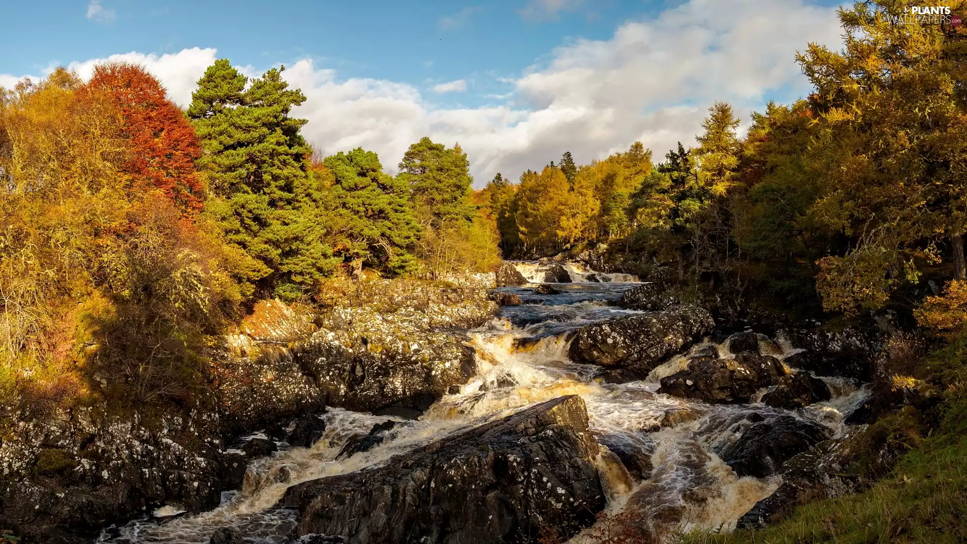 forest, River, viewes, autumn, trees, Stones