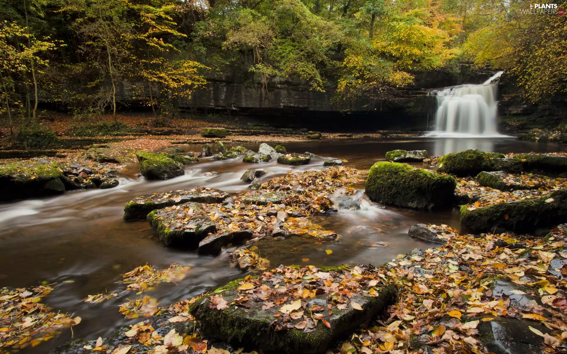 forest, autumn, Stones, Leaf, waterfall