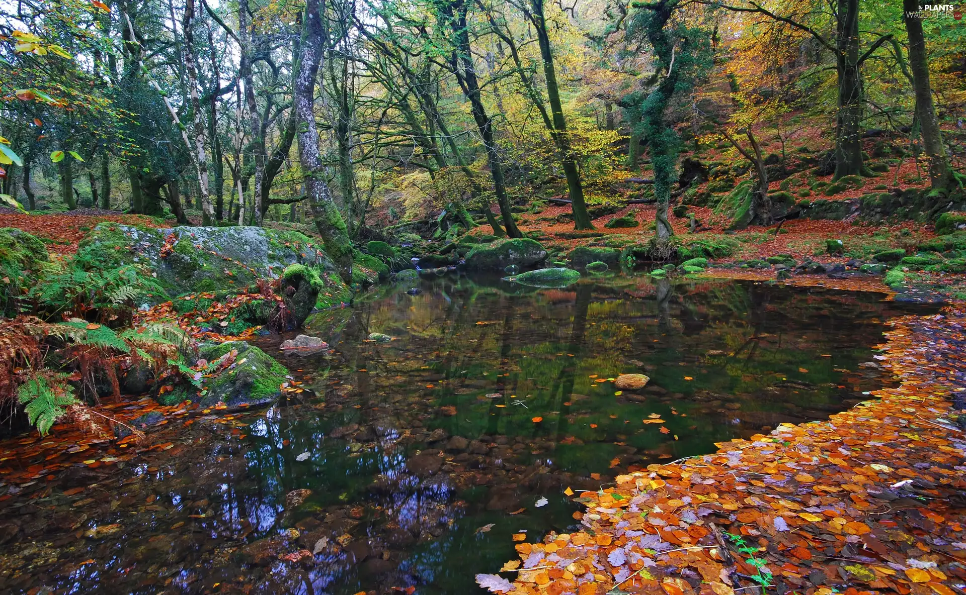 Leaf, autumn, stream, Stones, forest