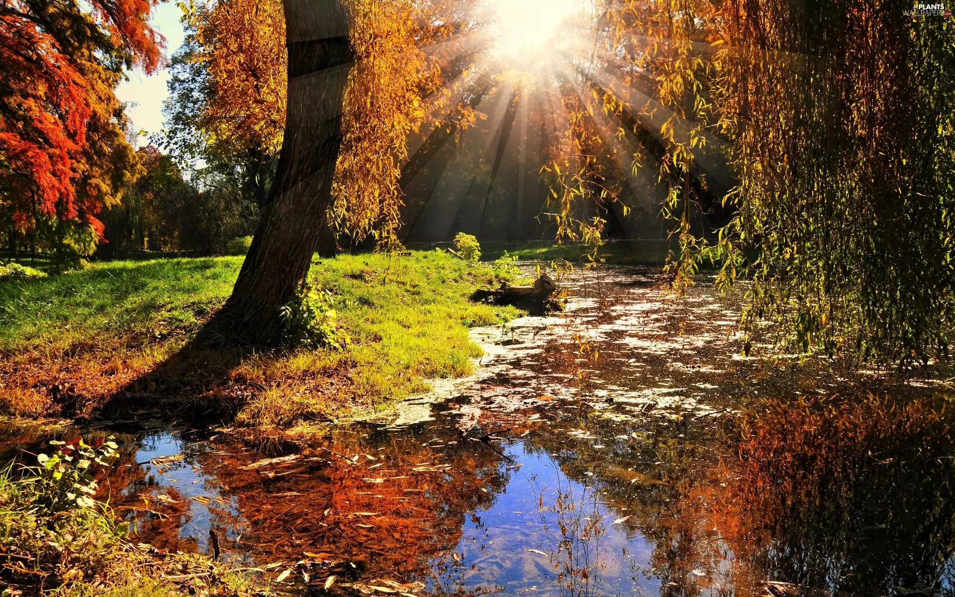 River, rays, viewes, autumn, trees, sun