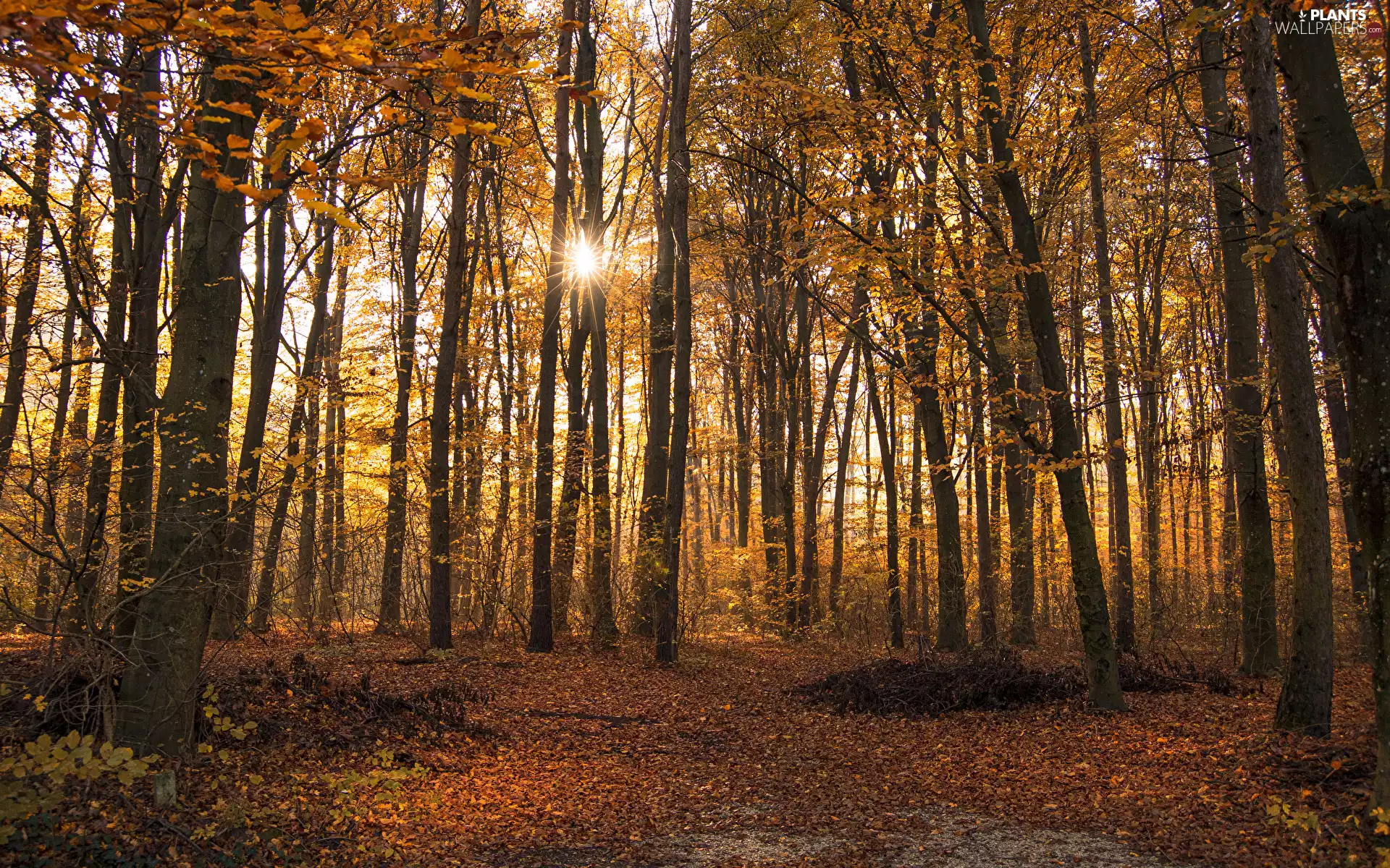 rays of the Sun, Leaf, trees, viewes, autumn