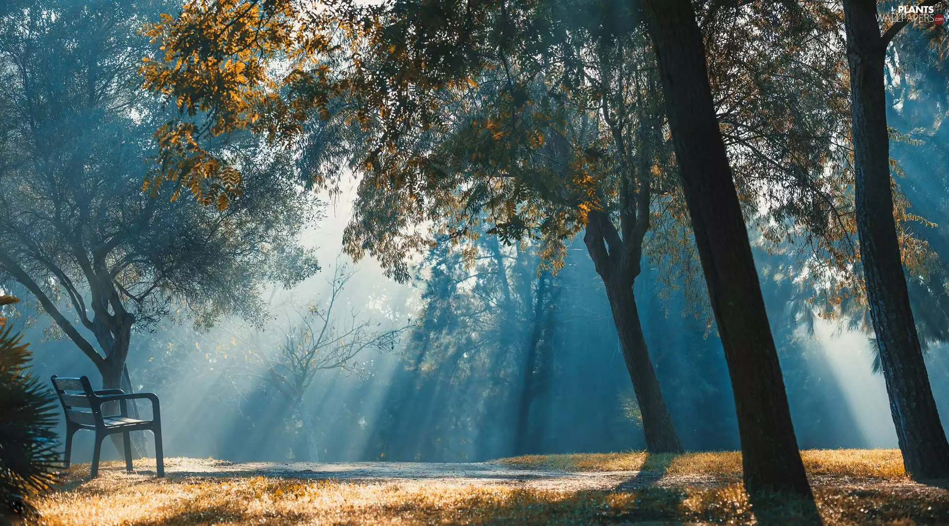 light breaking through sky, Bench, trees, viewes, autumn