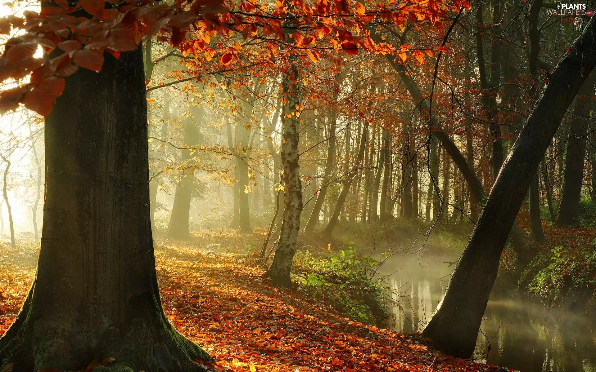 autumn, forest, trees, viewes, light breaking through sky, River