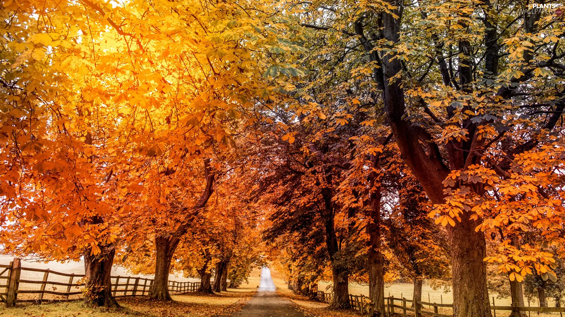 fence, autumn, trees, viewes, alley