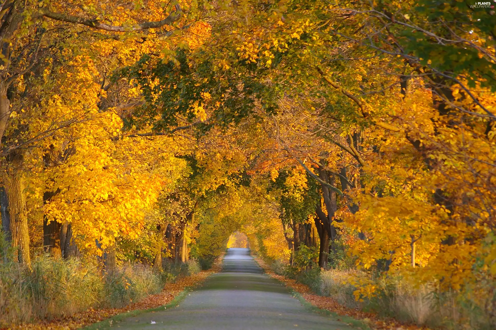 autumn, alley, trees