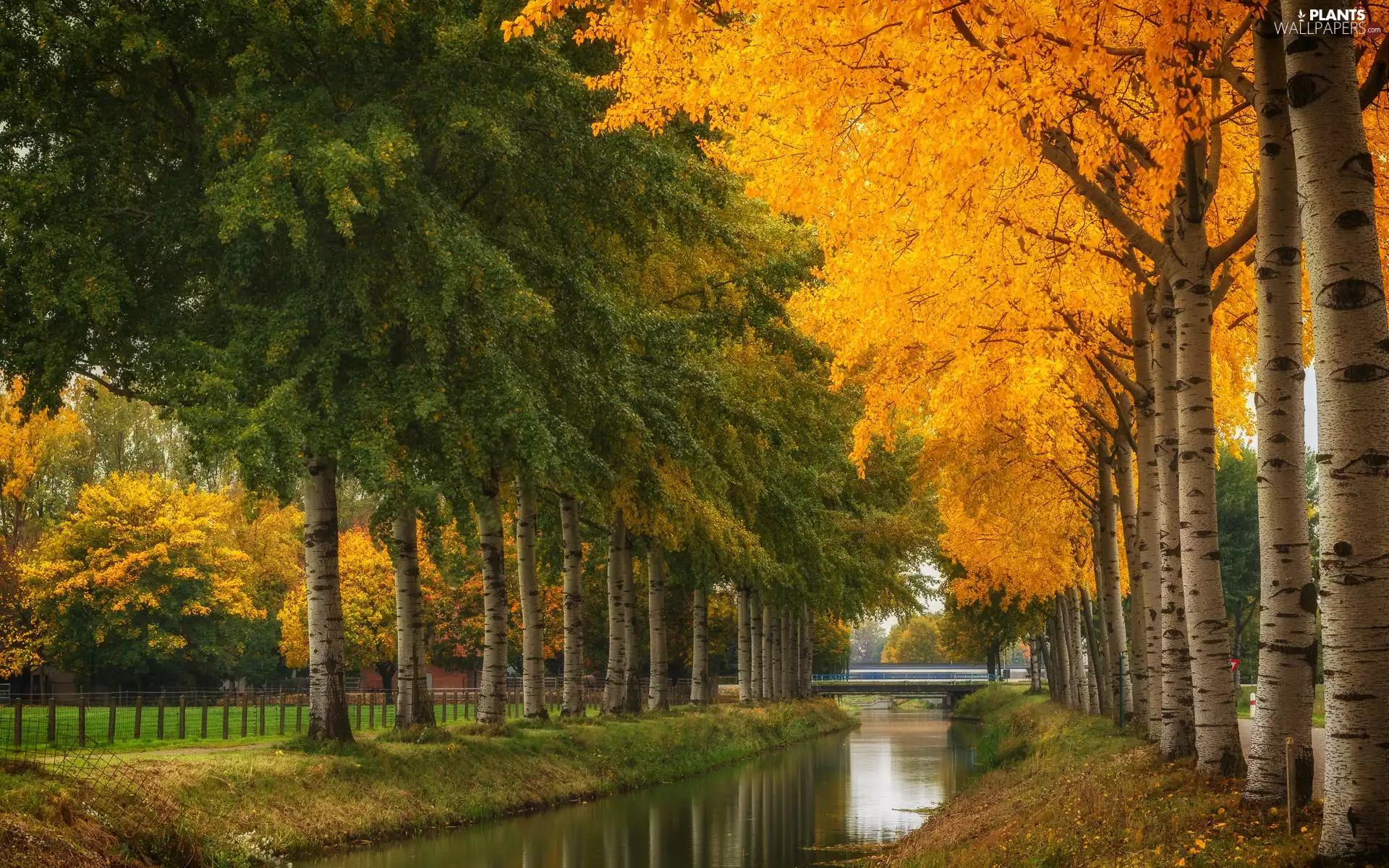 viewes, River, bridge, autumn, birch, trees