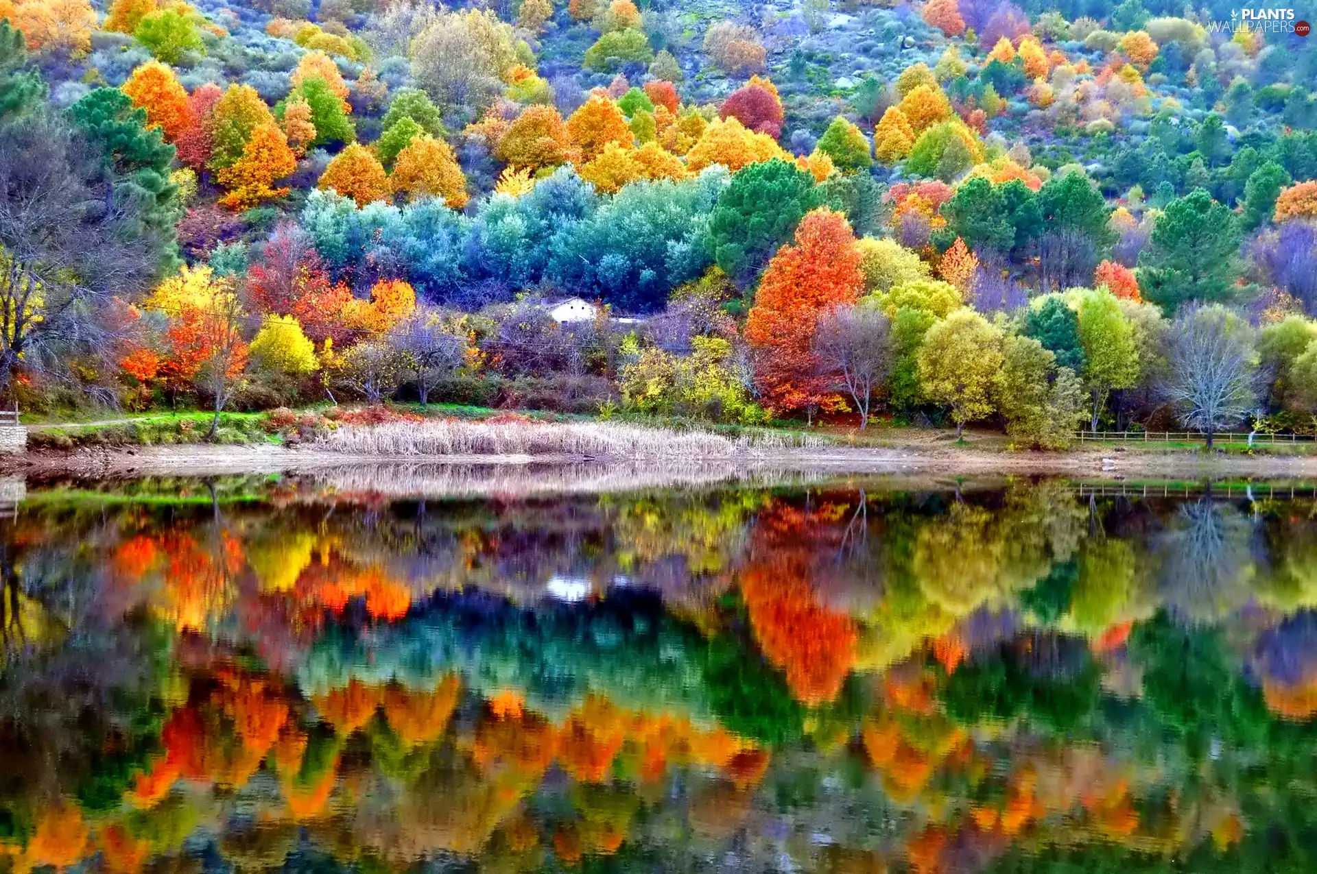 lake, autumn, trees, viewes, color