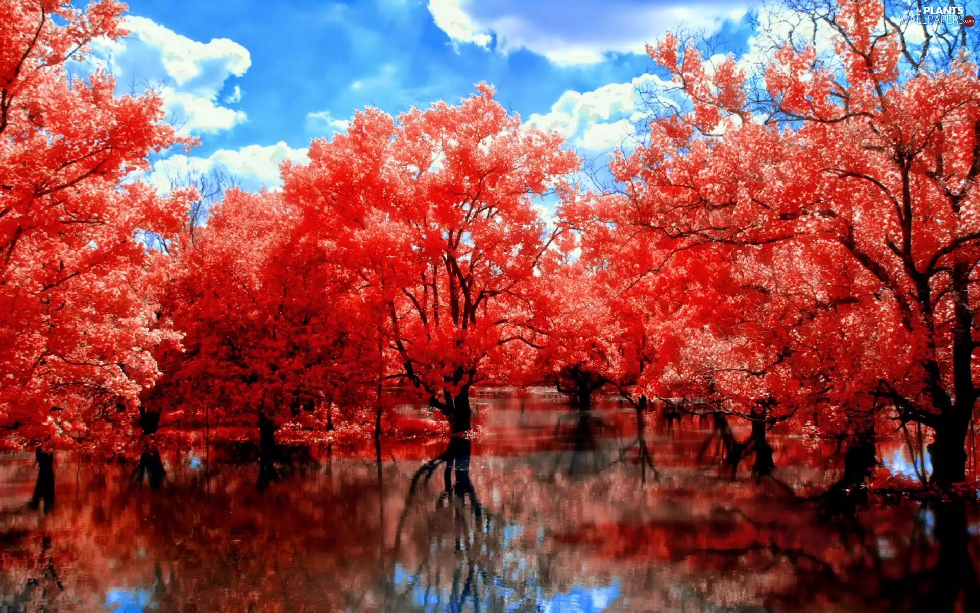 lake, autumn, trees, viewes, color