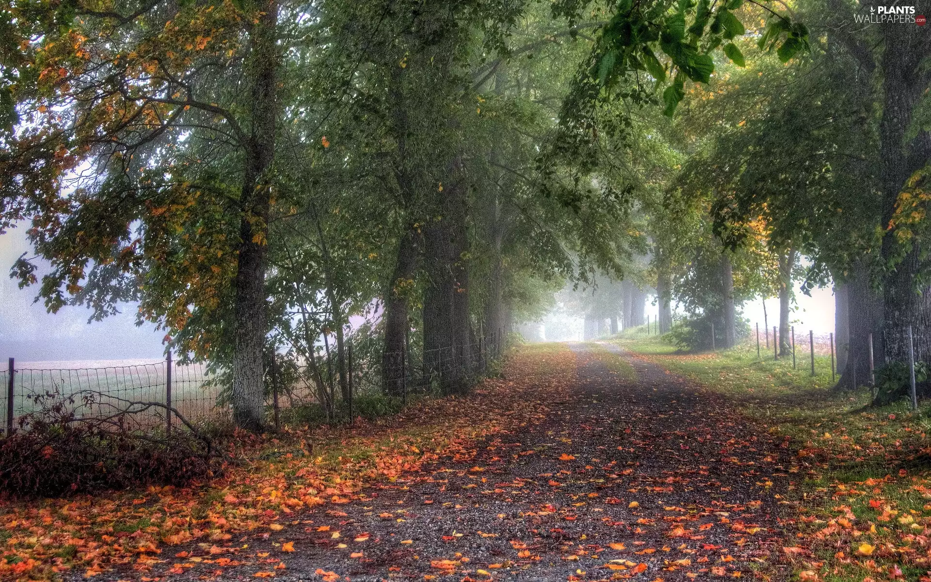 viewes, Way, Fog, autumn, Leaf, trees