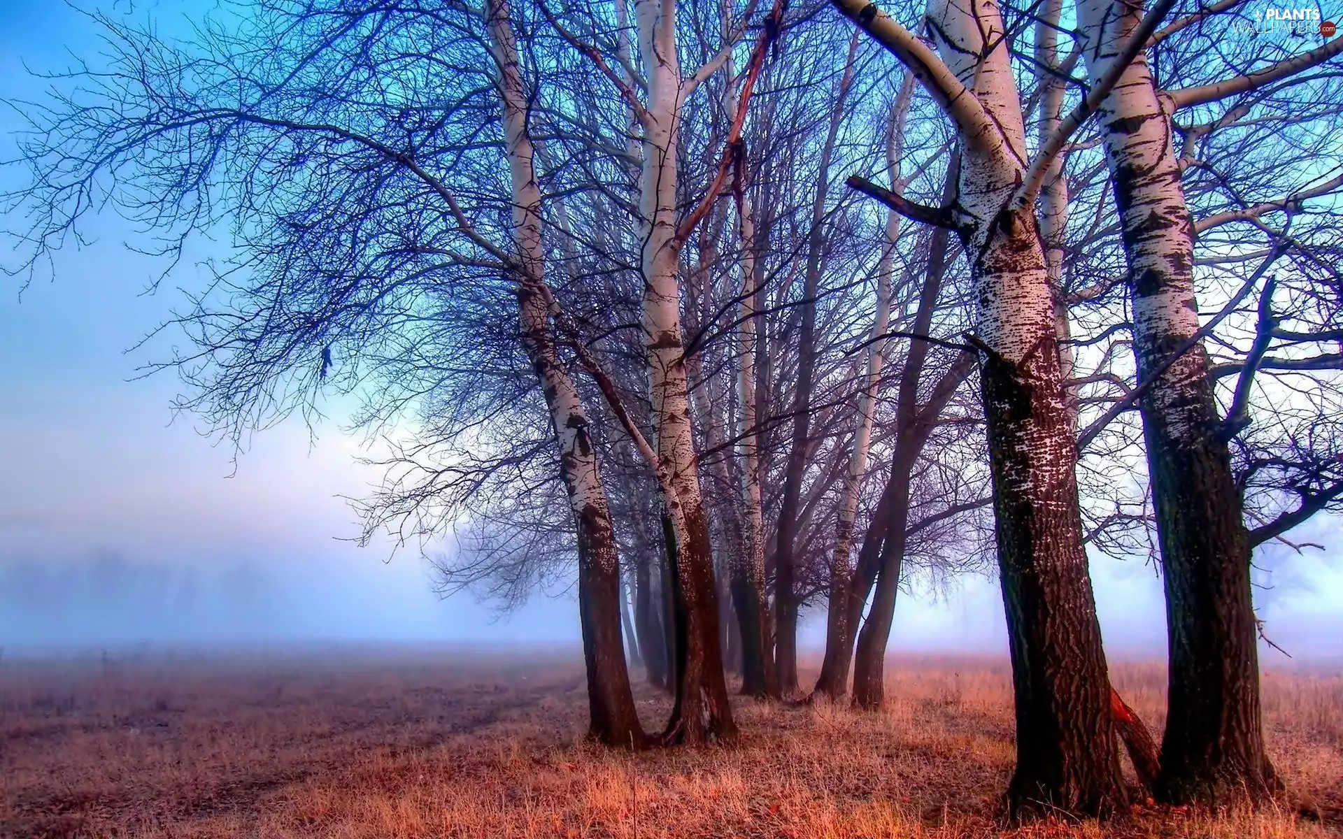 viewes, field, Fog, autumn, Morning, trees