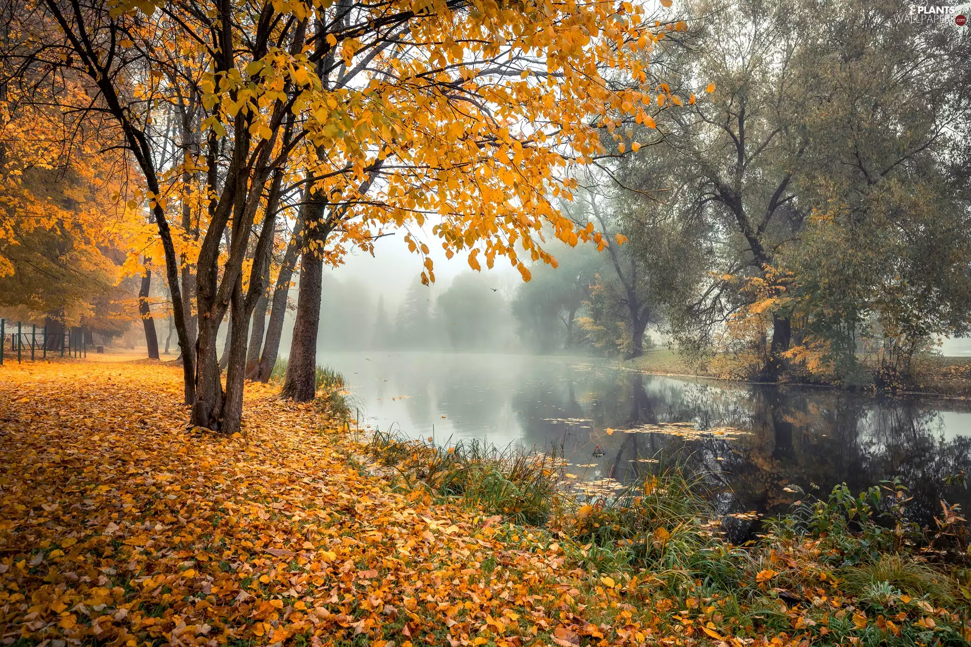 viewes, River, Fog, autumn, morning, trees