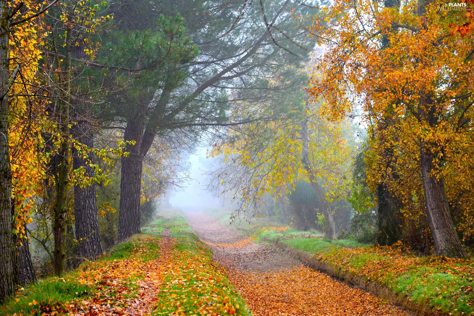 viewes, Way, Fog, autumn, morning, trees