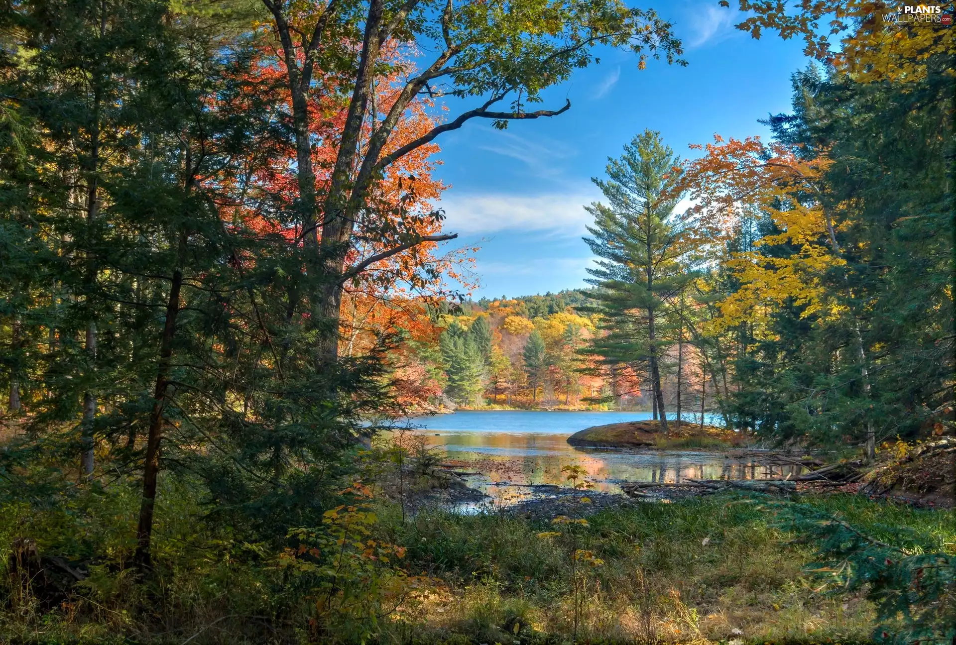 lake, autumn, trees, viewes, forest