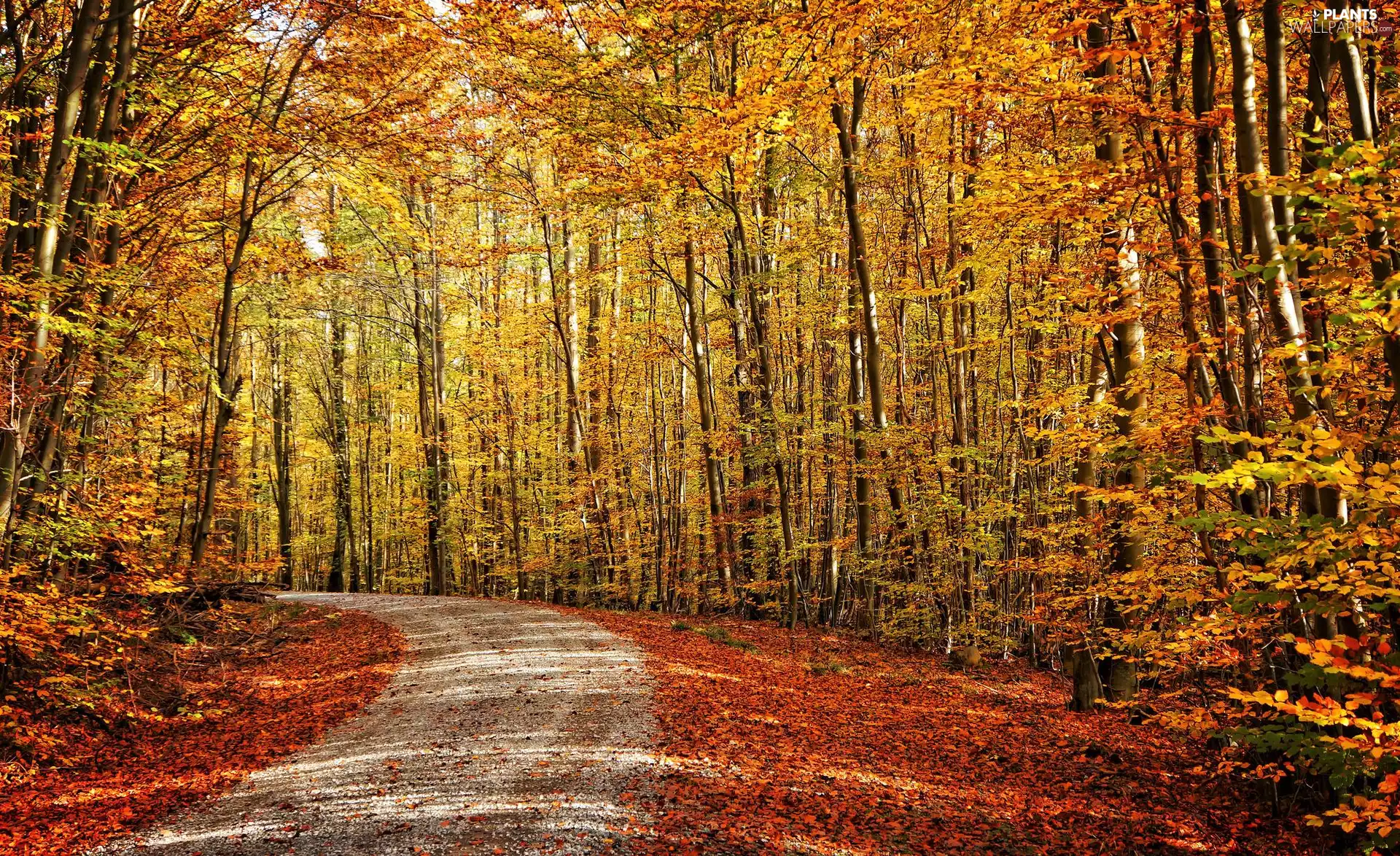 Way, autumn, trees, viewes, forest