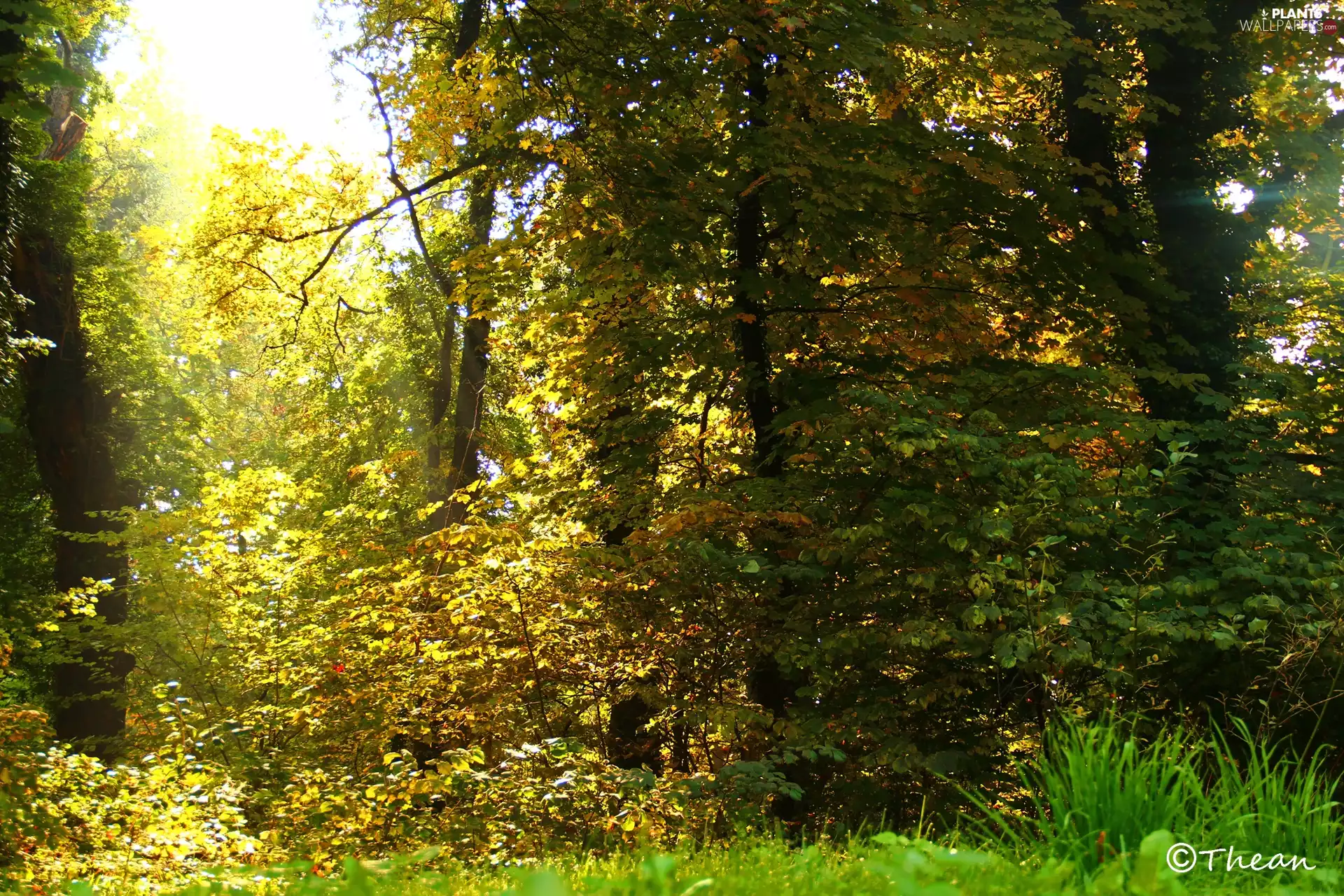 grass, autumn, trees, viewes, Garden