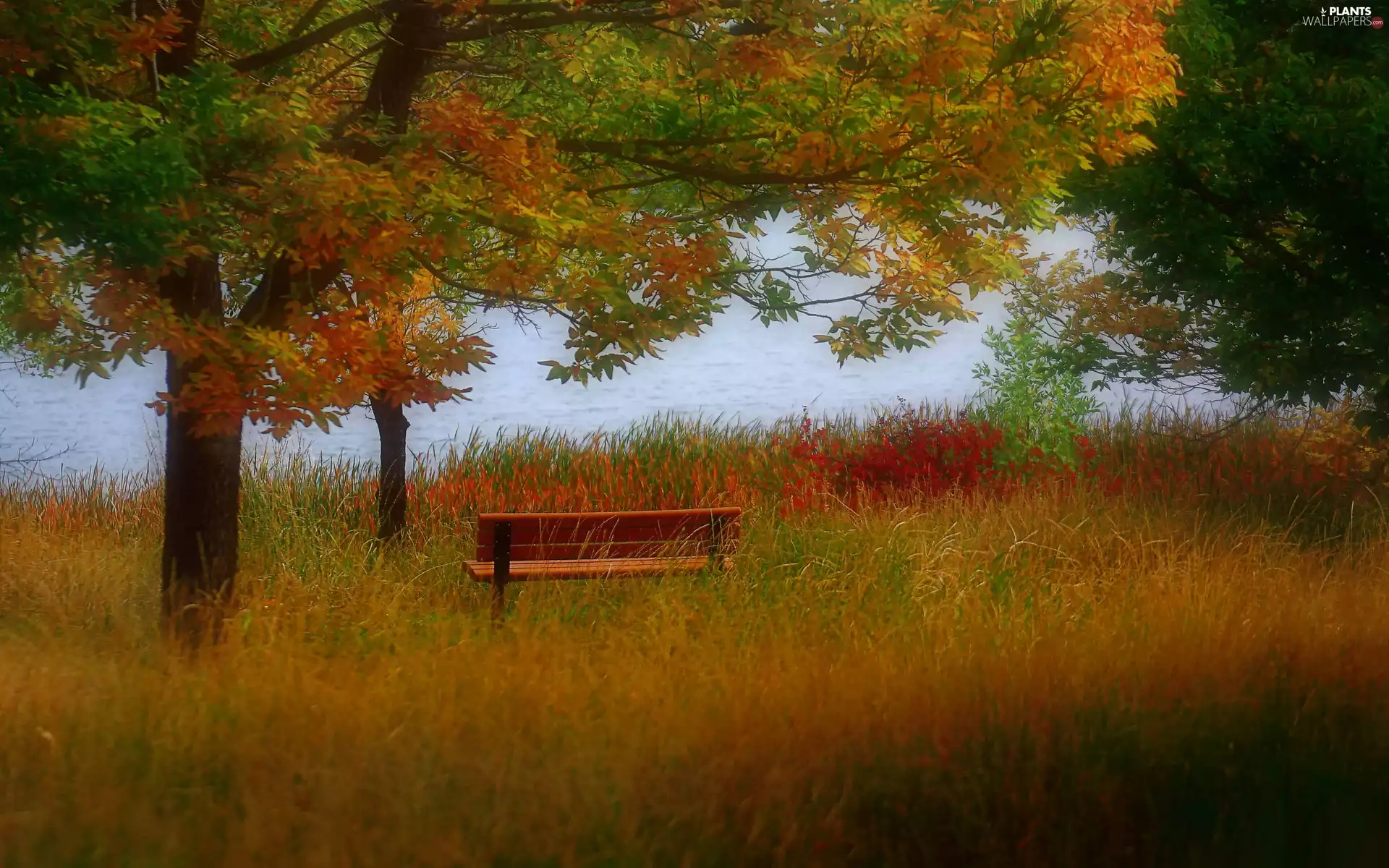 viewes, River, grass, autumn, Bench, trees