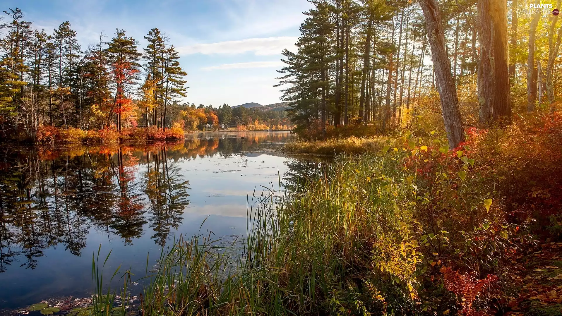 viewes, River, grass, autumn, Plants, trees