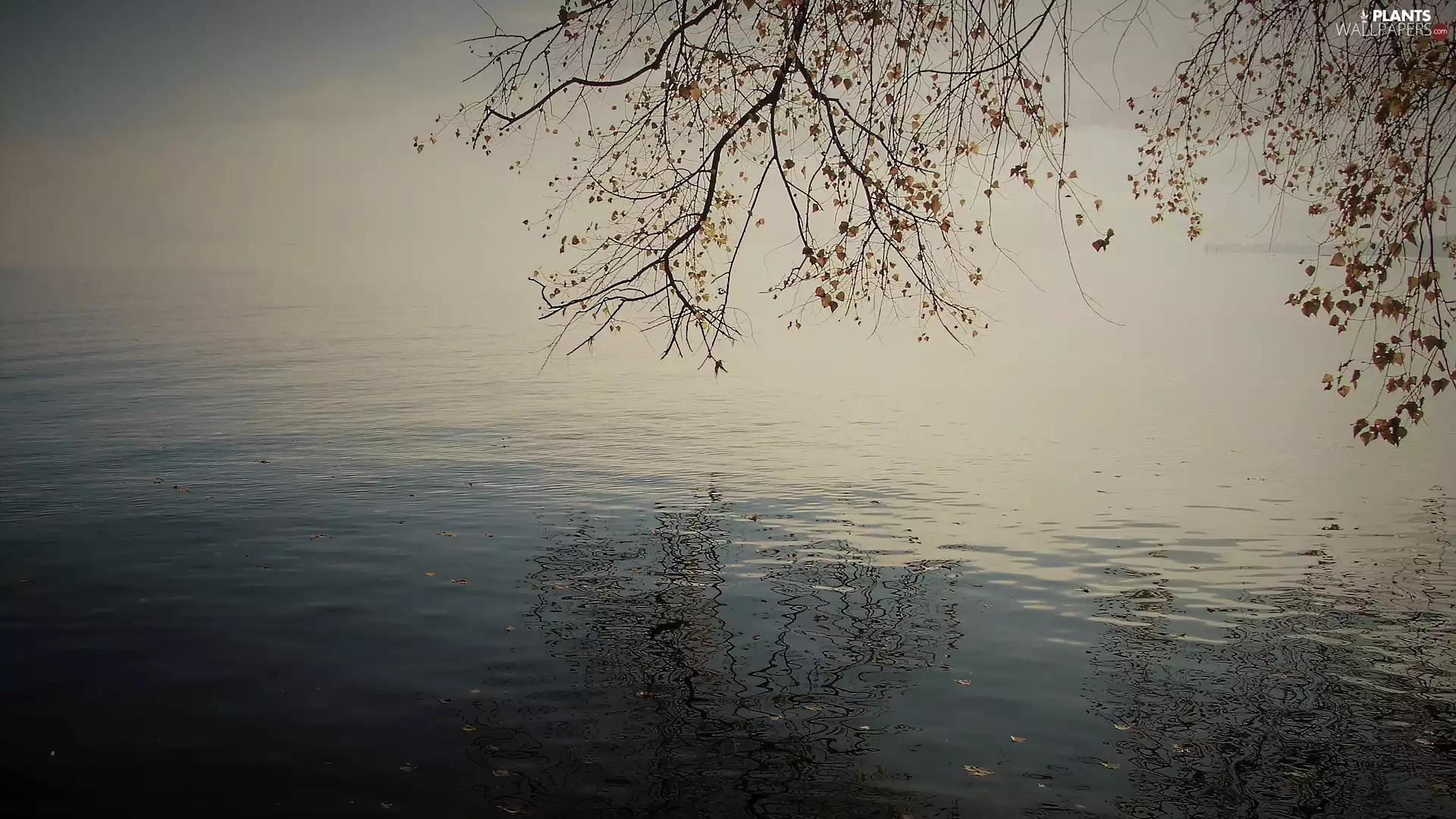 Fog, autumn, trees, reflection, lake