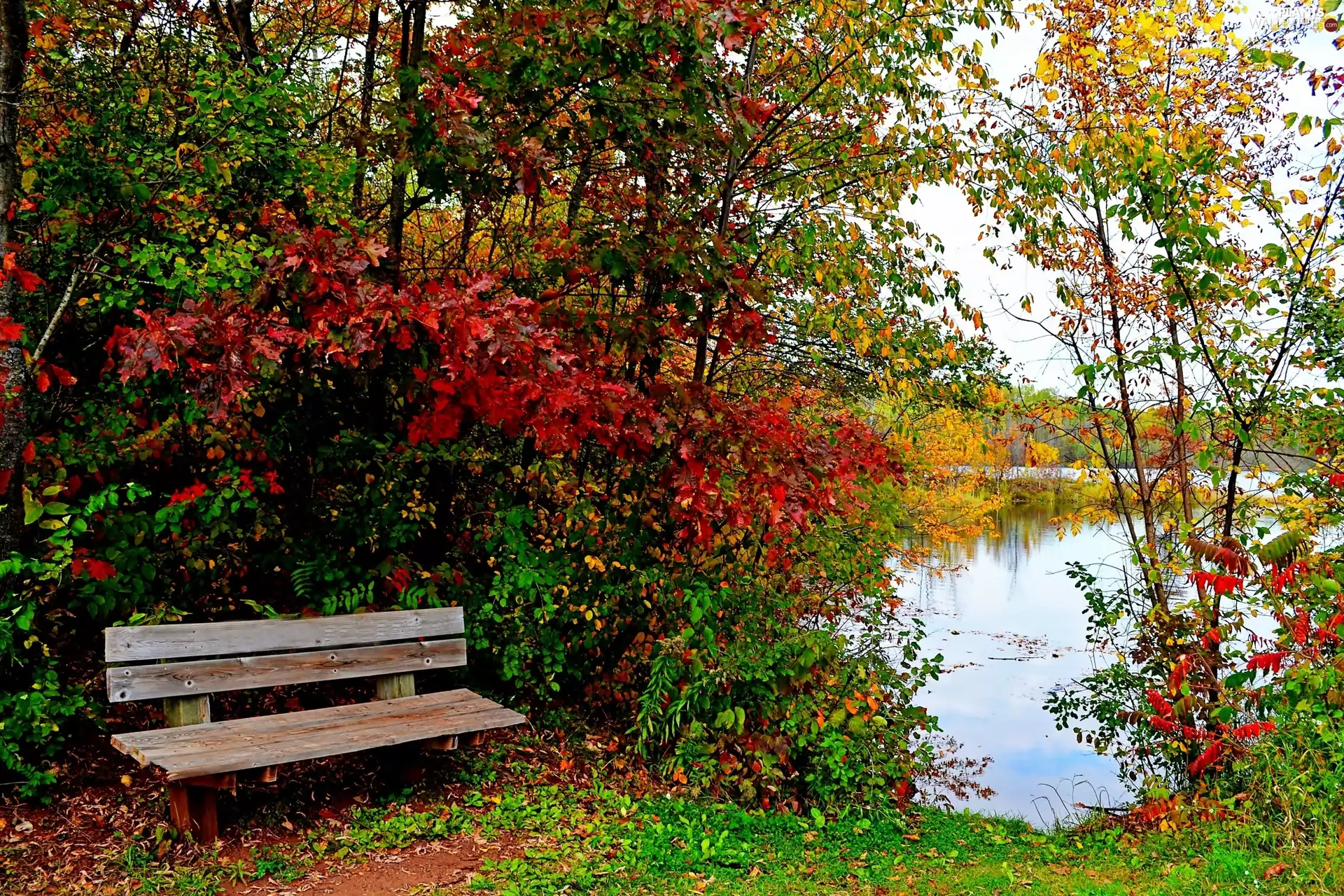 Bench, autumn, trees, viewes, lake